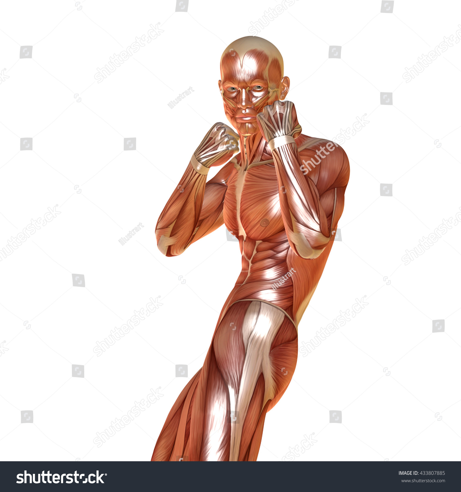 D Render Male Muscular Anatomy Defense