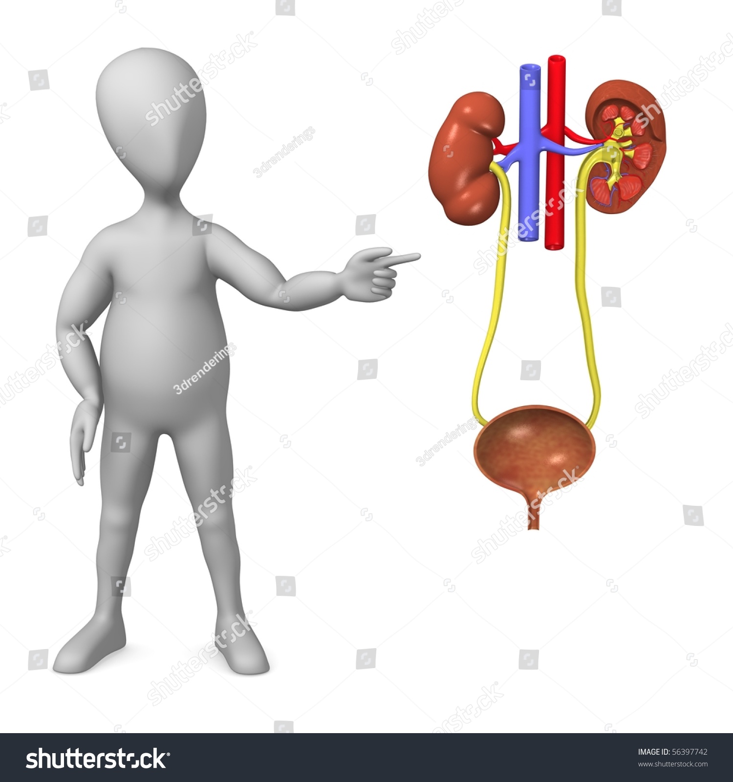 3d Render Cartoon Character Urinary System Stock Illustration 56397742 Shutterstock 3724