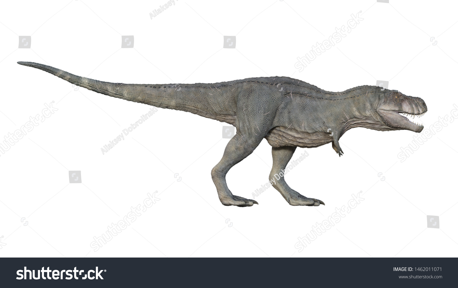 D Render Tyrannosaurus Rex On White Stock Illustration