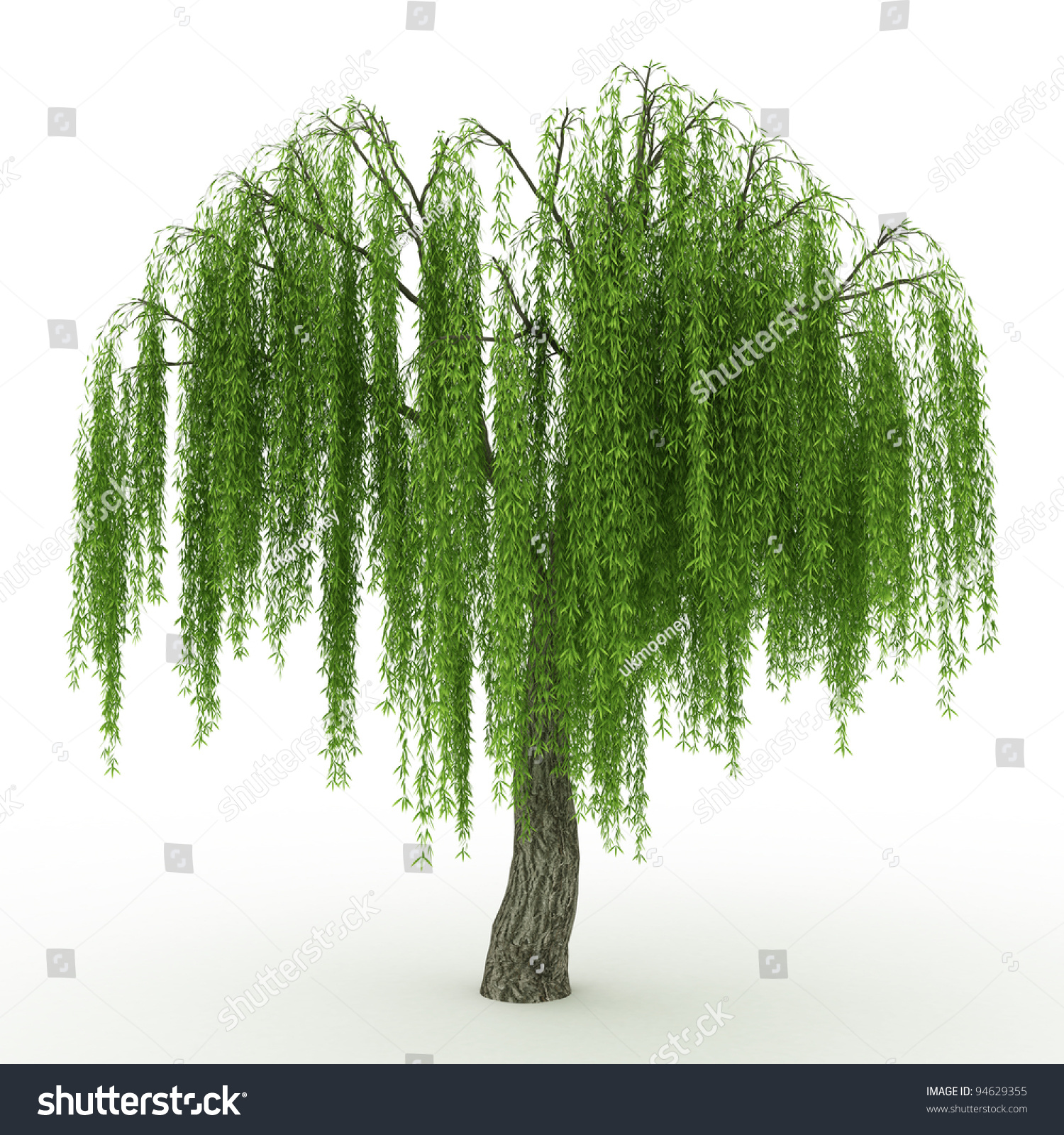 clip art willow tree - photo #48