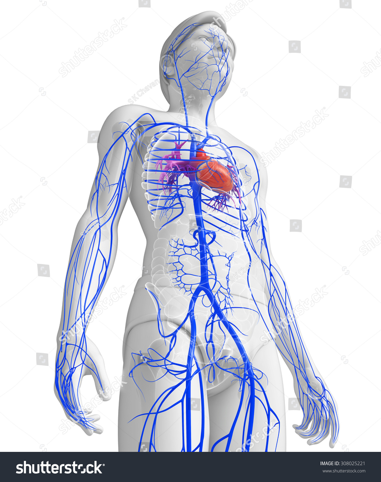3d Rendered Illustration Of Male Heart Anatomy - 308025221 : Shutterstock