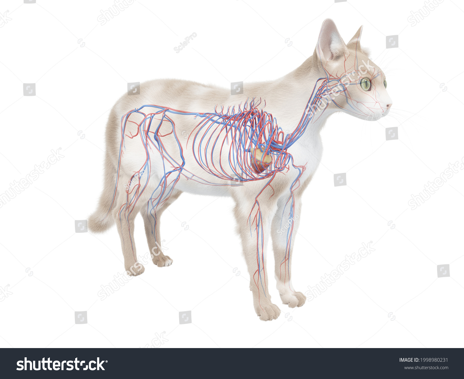 D Rendered Illustration Cat Anatomy Vascular Stock Illustration