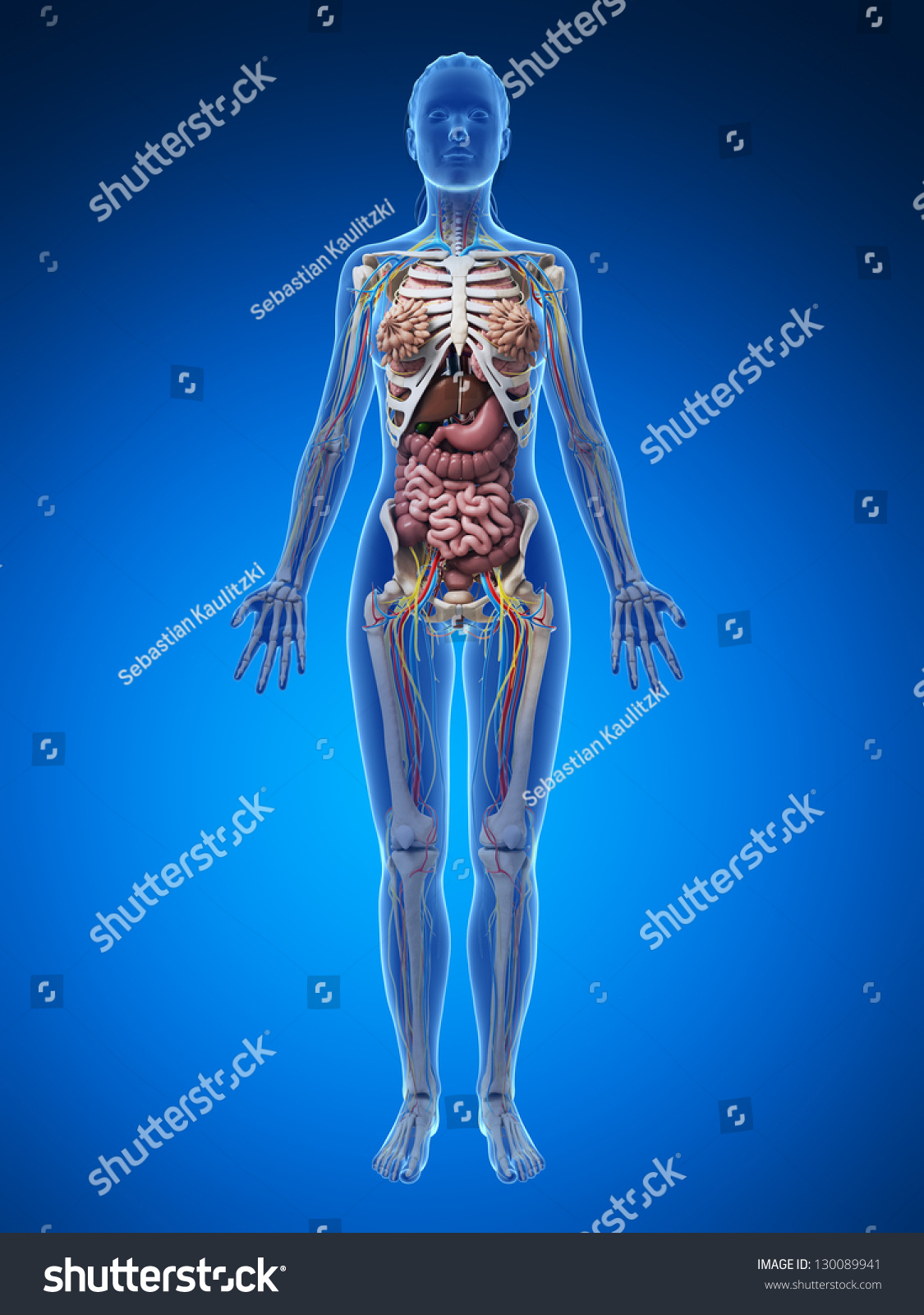 3d Rendered Illustration Female Anatomy Stock Illustration 130089941 