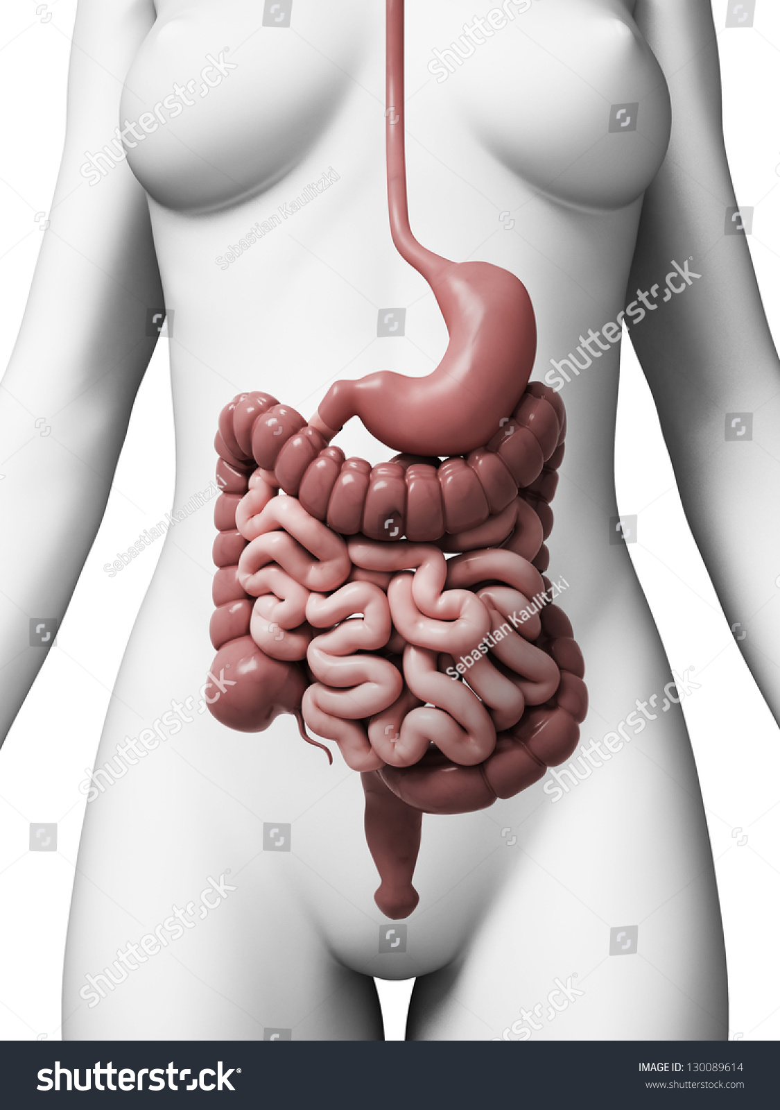 3d Rendered Illustration Of The Female Digestive System 130089614 Shutterstock 7909