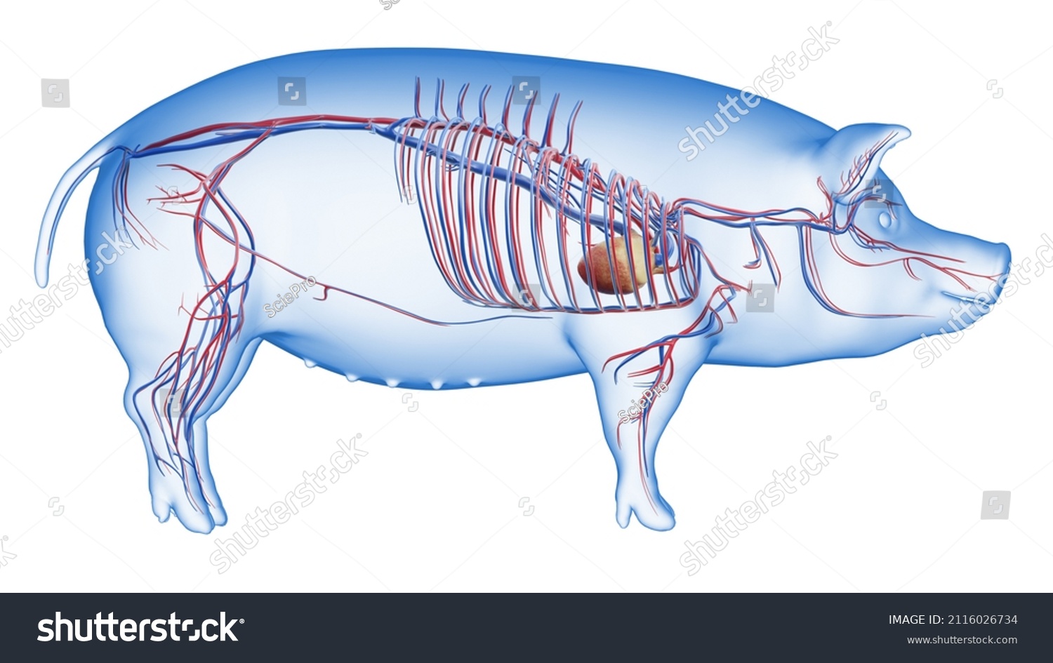 D Rendered Illustration Porcine Anatomy Vascular Stock Illustration