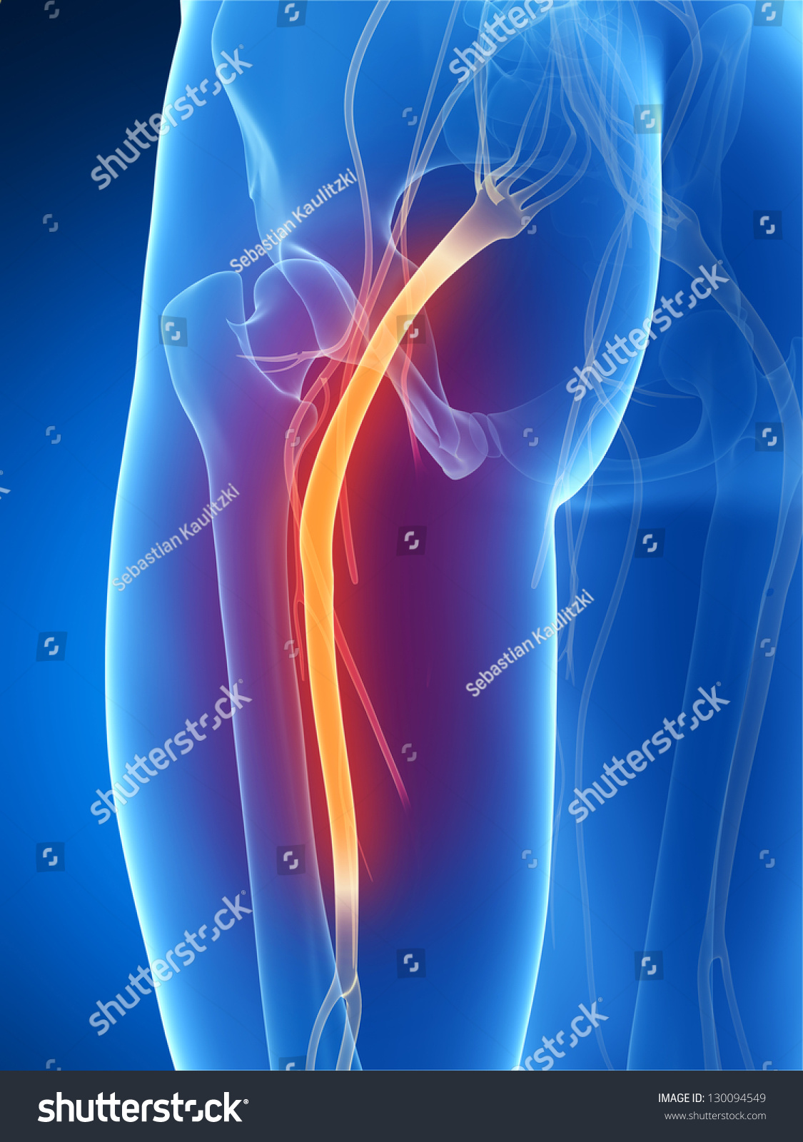 3d Rendered Illustration Of The Sciatic Nerve 130094549 Shutterstock