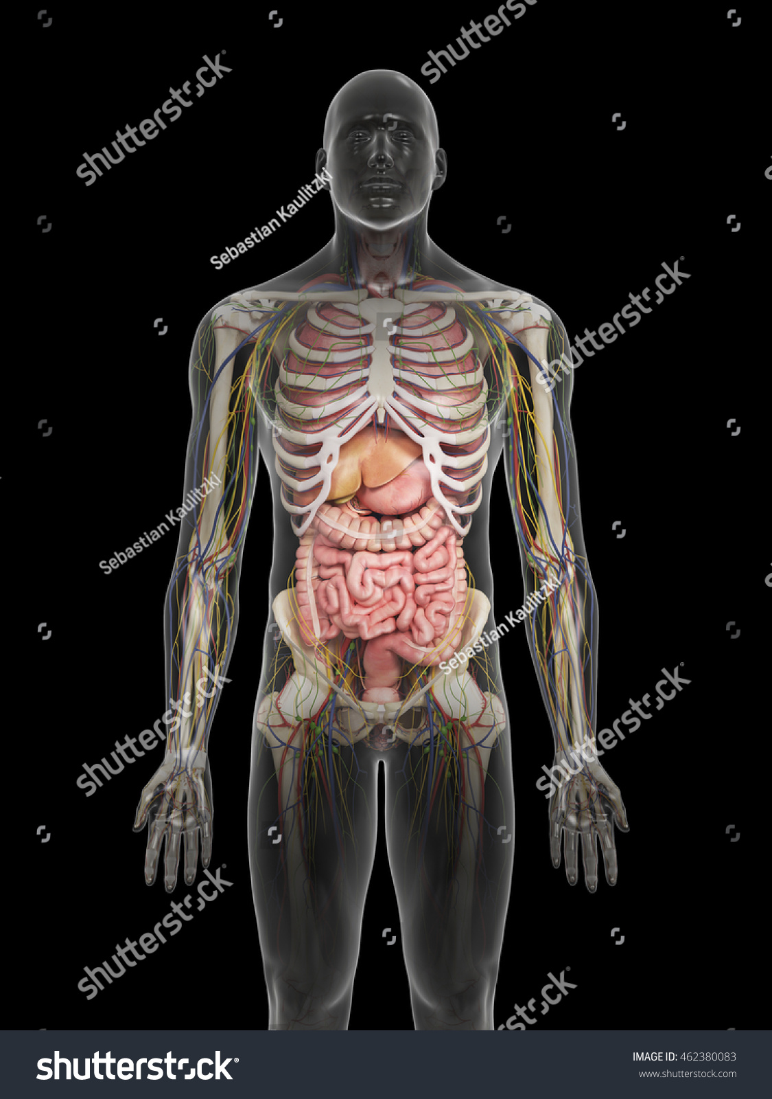 D Rendered Medically Accurate Illustration Of The Human Organs