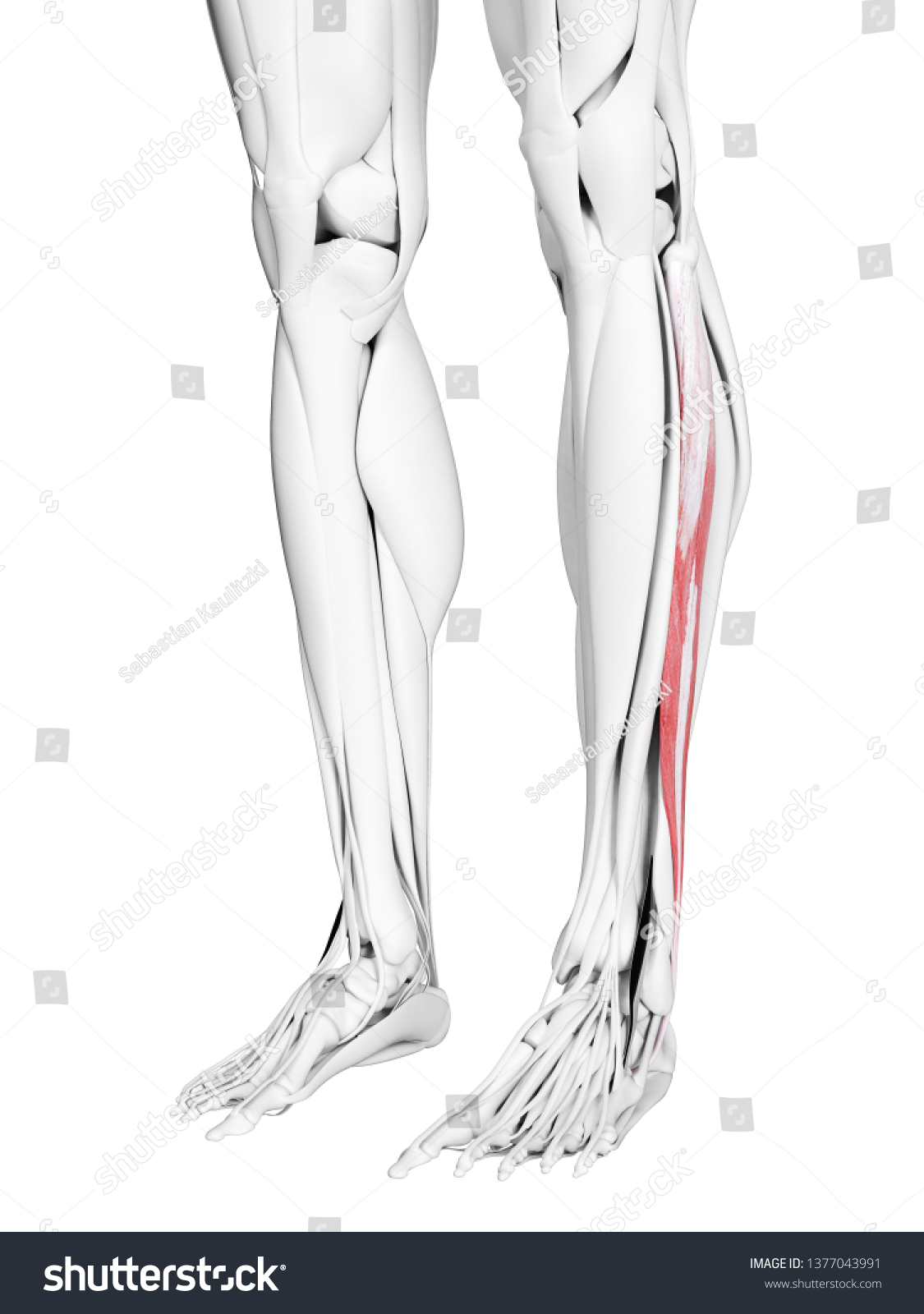 D Rendered Medically Accurate Illustration Peroneus Stock Illustration