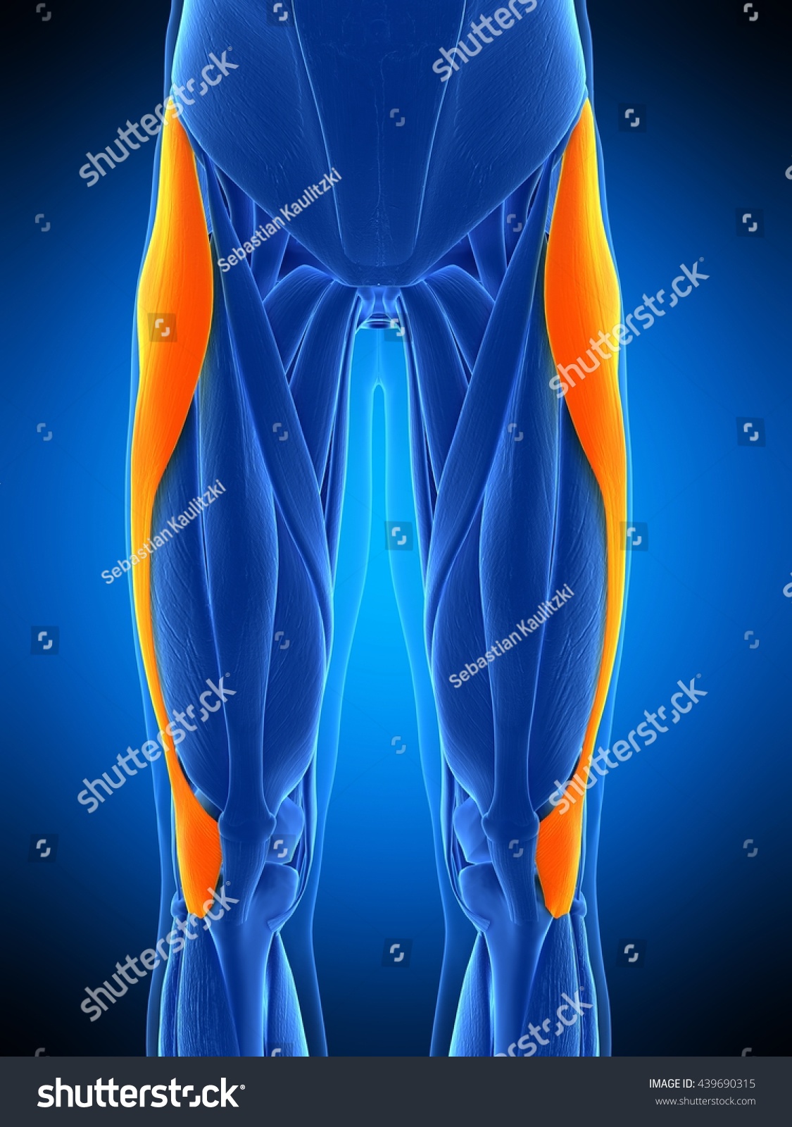 3d Rendered Medically Accurate Illustration Of The Tensor Fascia Lata