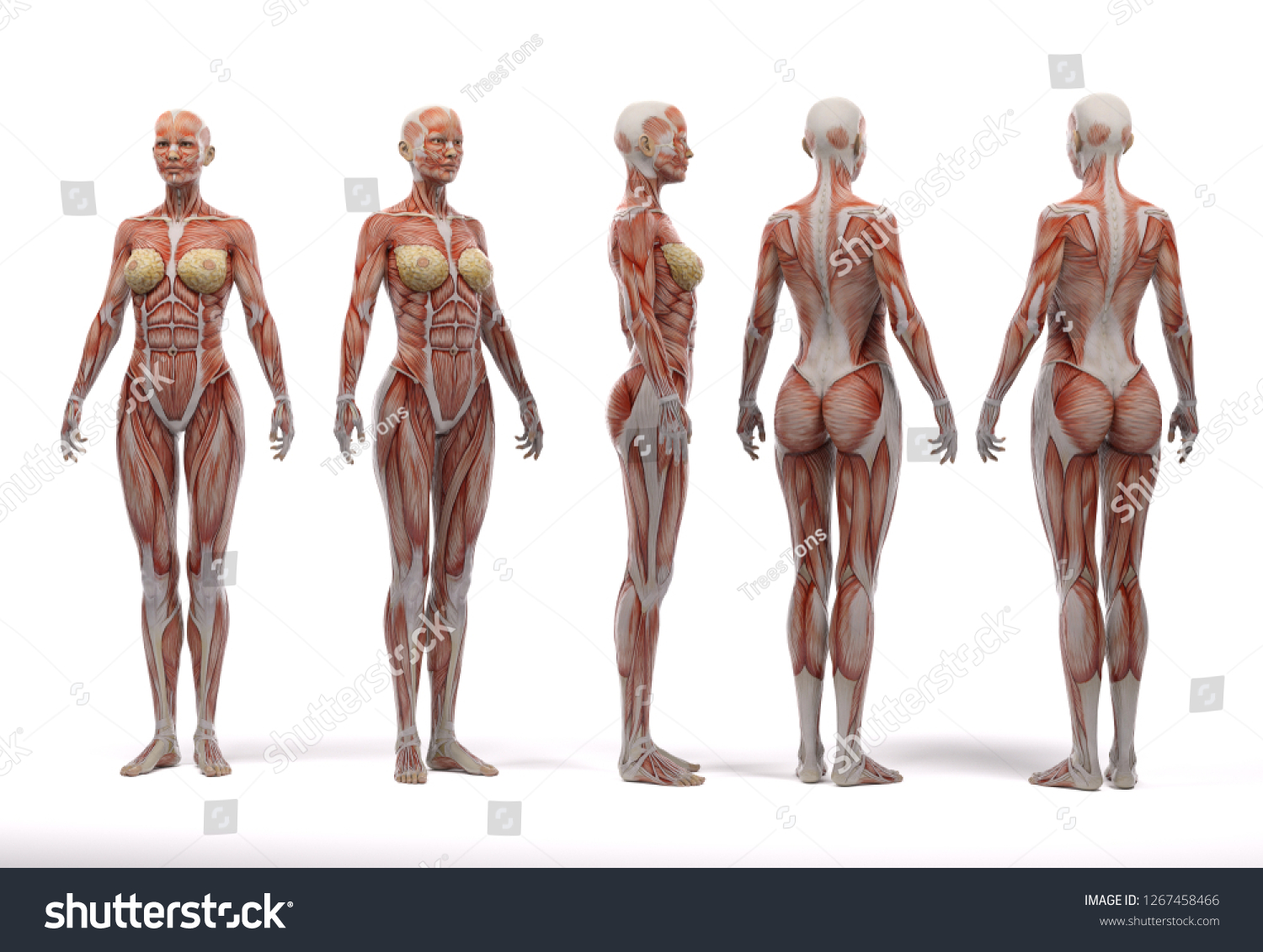 3d Rendering Standing Female Body Illustration Stock Illustration