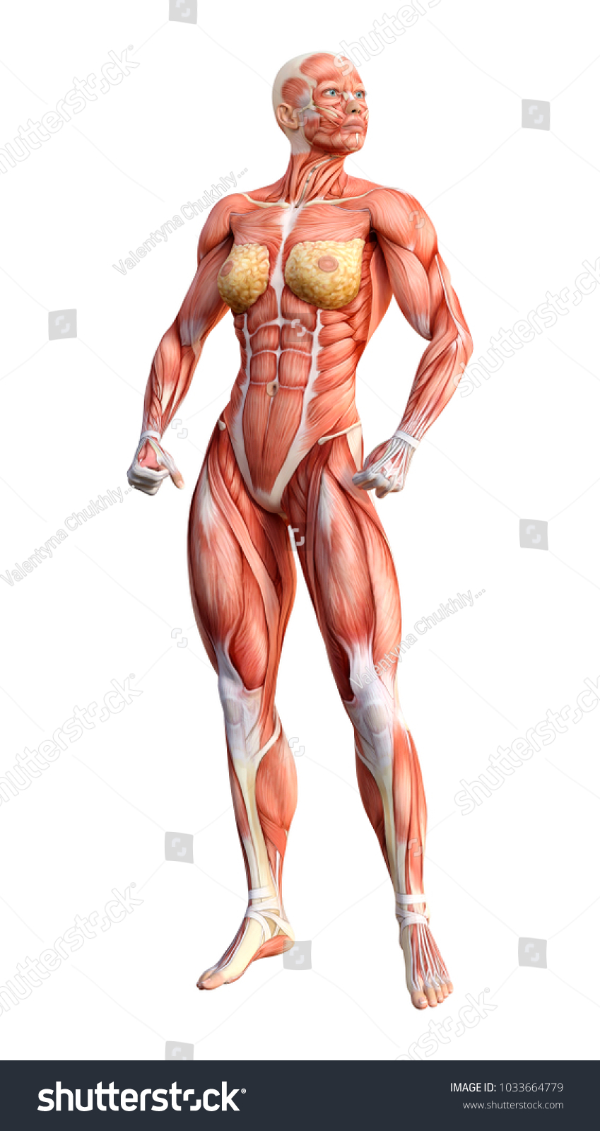 3d Rendering Female Figure Muscle Maps Stock Illustration 1033664779