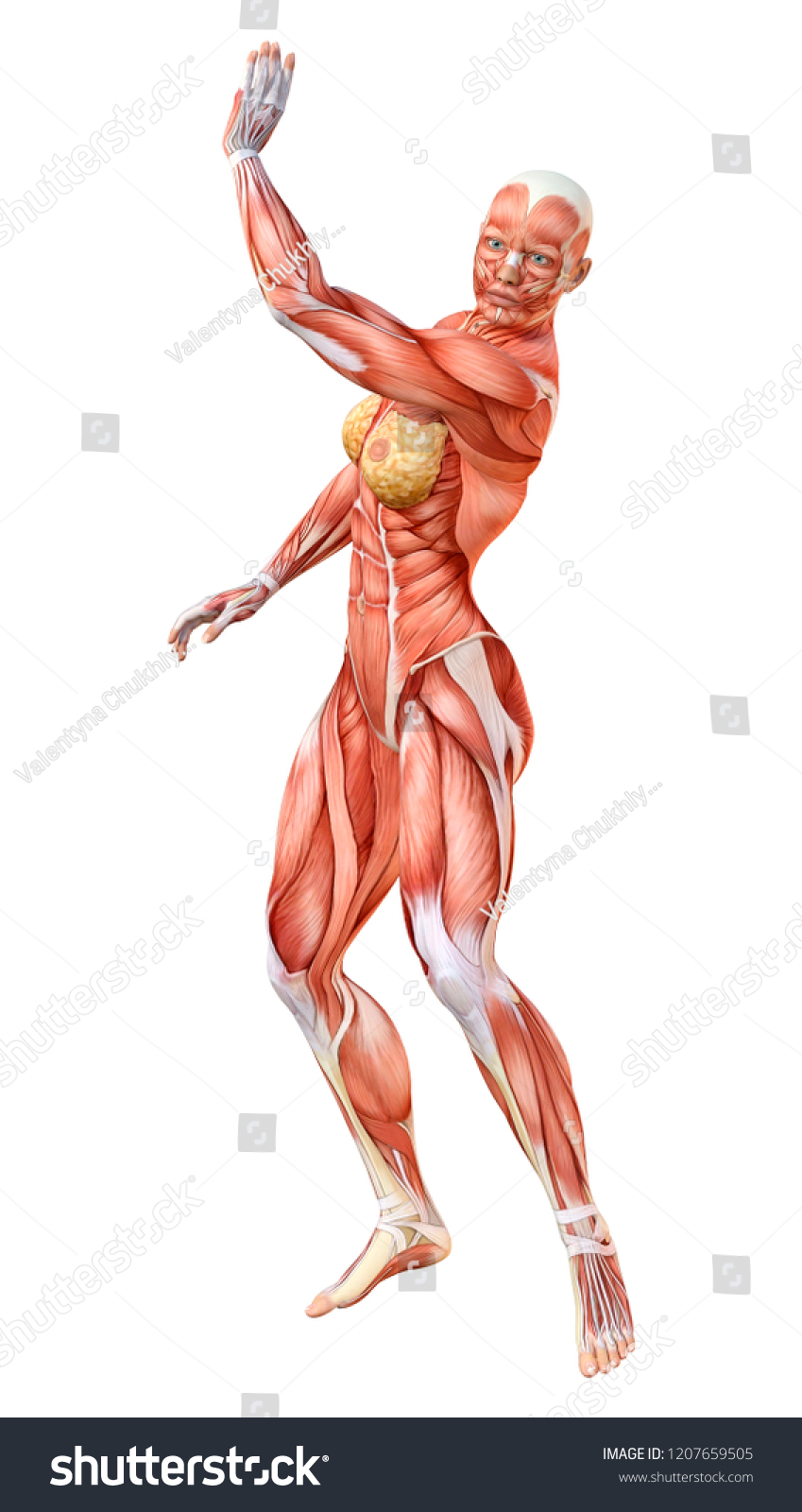 3d Rendering Female Figure Muscle Maps Stock Illustration 1207659505