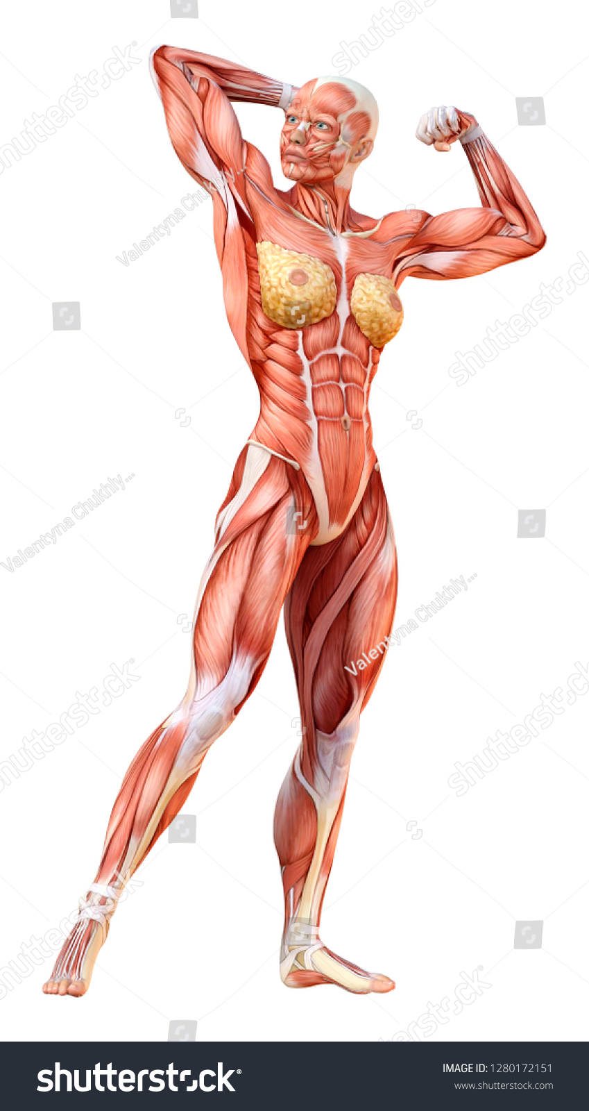 3d Rendering Female Figure Muscle Maps Stock Illustration 1280172151