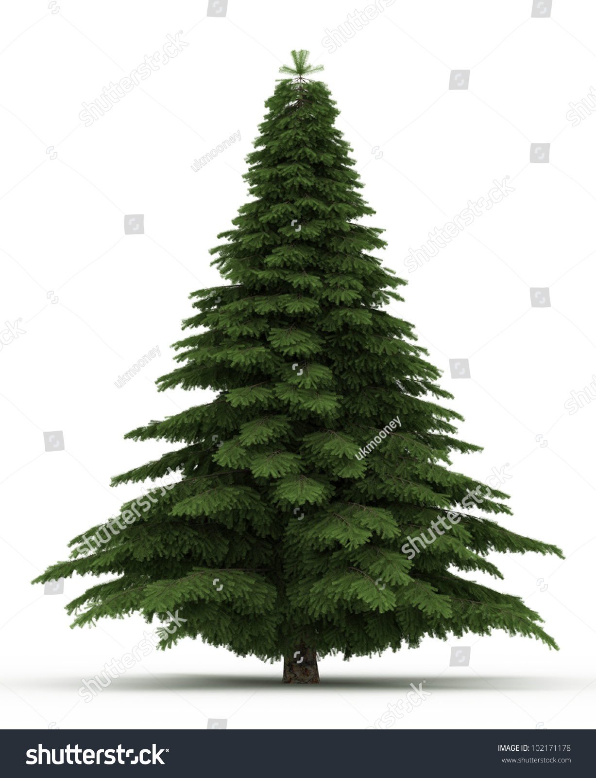 3d Spruce Tree Isolated Over White Stock Photo 102171178 : Shutterstock