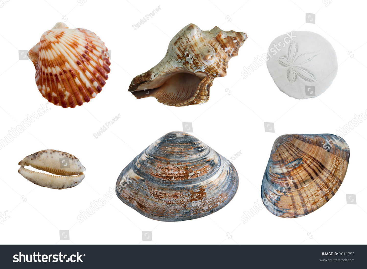 6 Different Types Of Seashells On White Complete With Clipping Paths ...