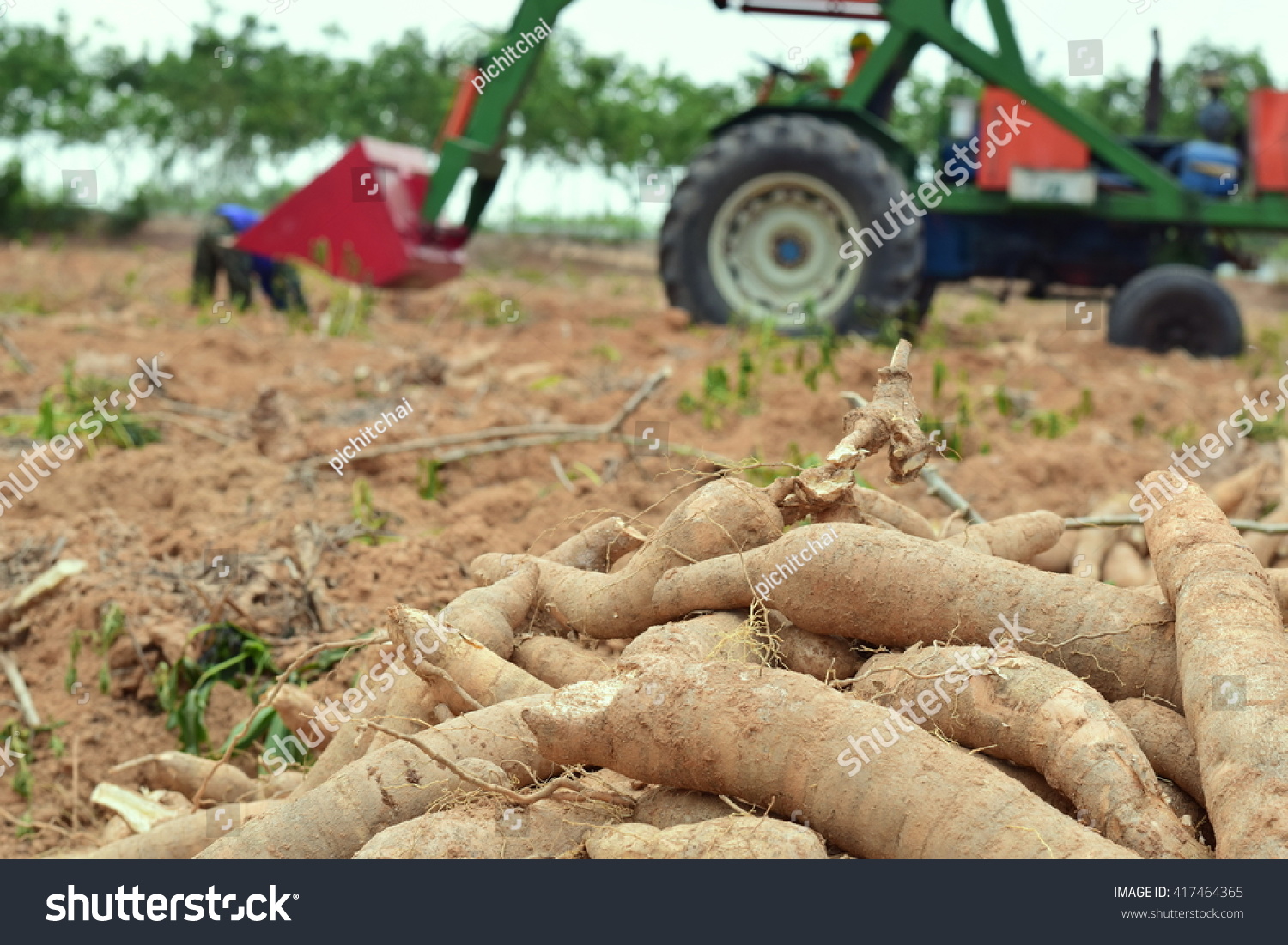 Farmer Harvest Cassava Form Under Earth Stock Photo Edit Now