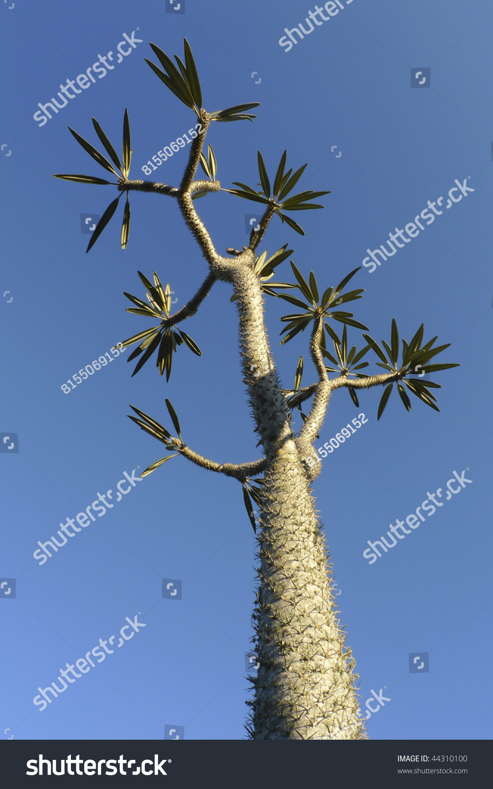 16 Foot Tall Pachypodium Geati Cactus Native To Madagascar . Stock 