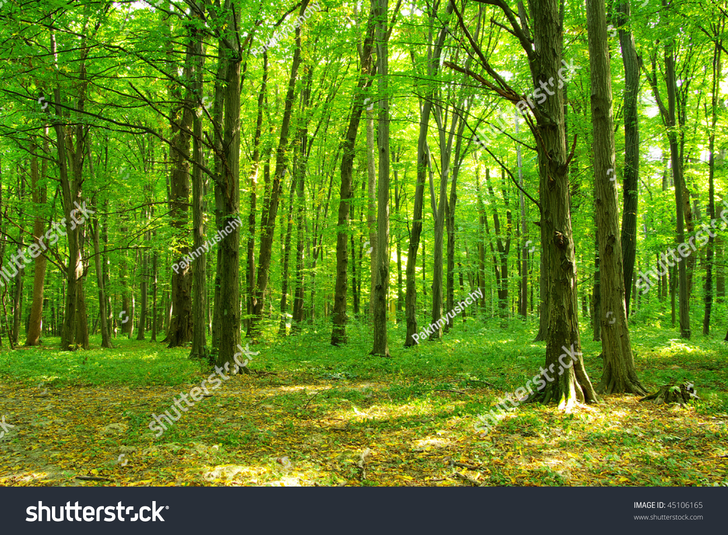 Forest Stock Photo 45106165 Shutterstock