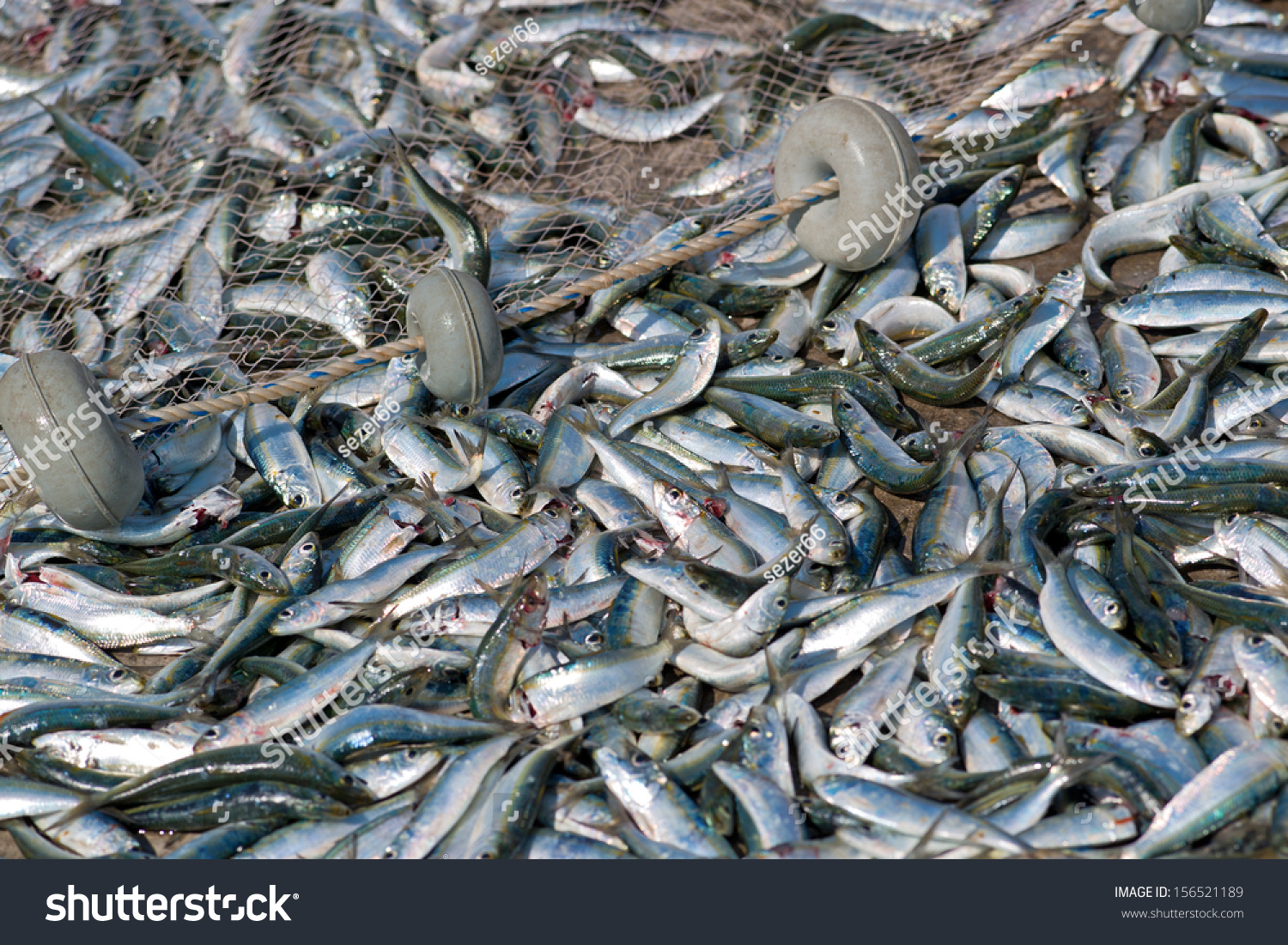 lots of fish dating fish in the sea