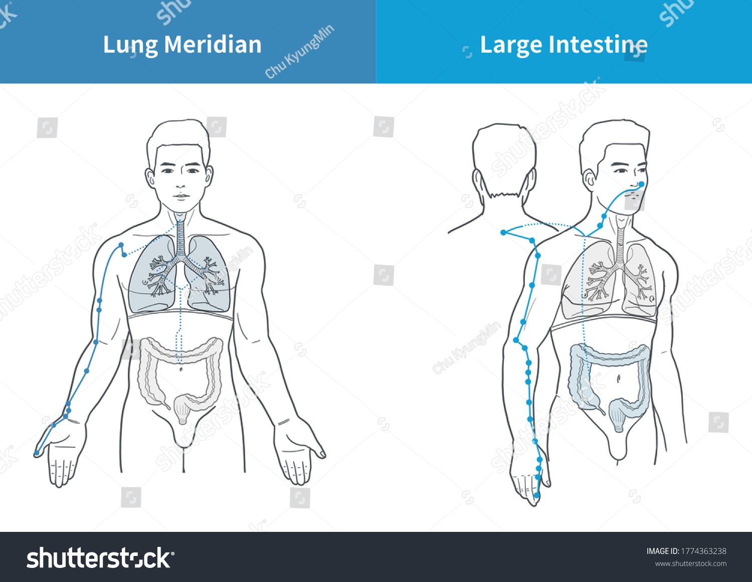 Lung Large Intestine Meridian Medical Illustration Hình minh họa có