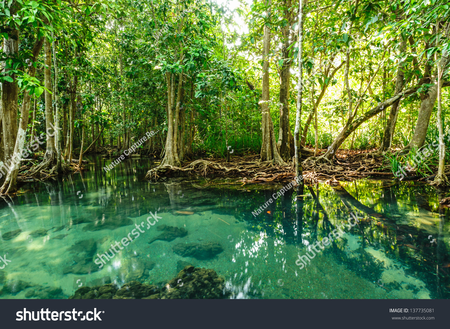 Mangrove Forests In Krabi Province Thailand Foto Stock 137735081