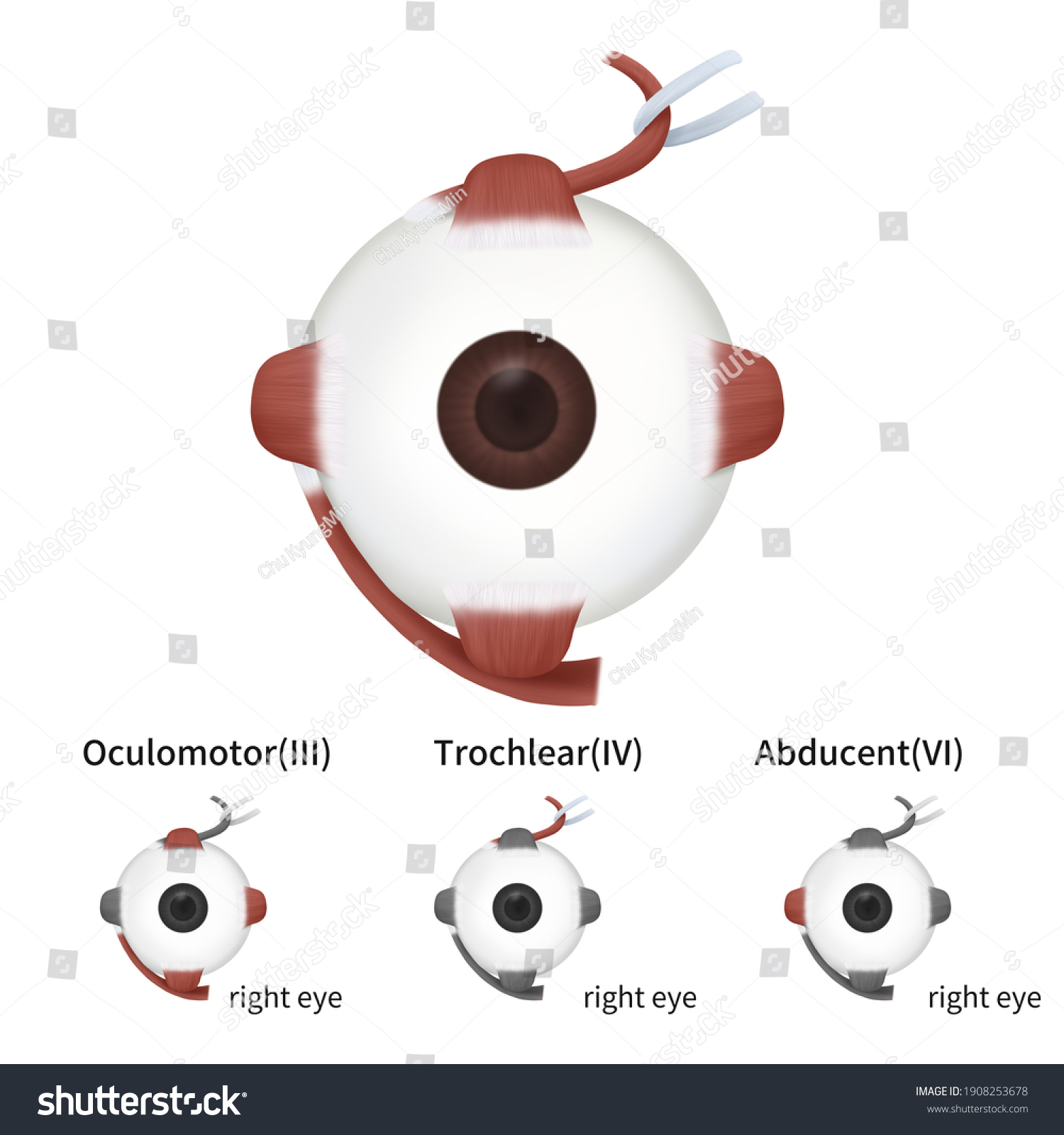 Medical Illustration Explain Eye Muscles Stock Illustration 1908253678