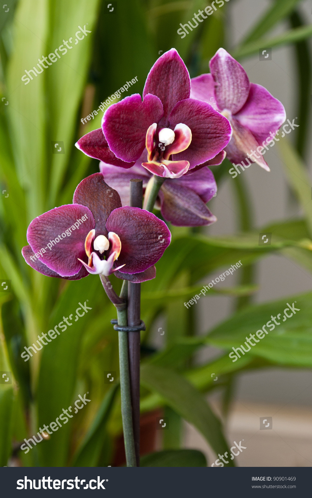 Blackjack orchid