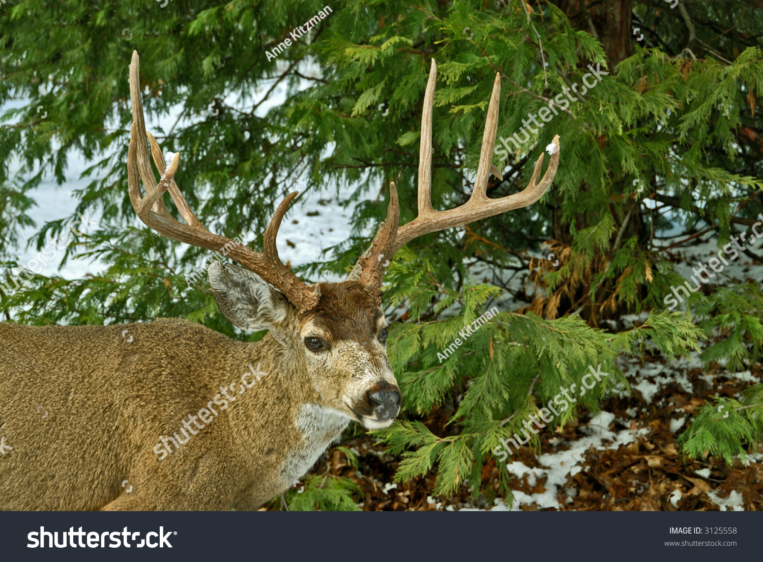 10 Point Buck Mule Deer Standing In The Snowy Forest At Yosemite ...