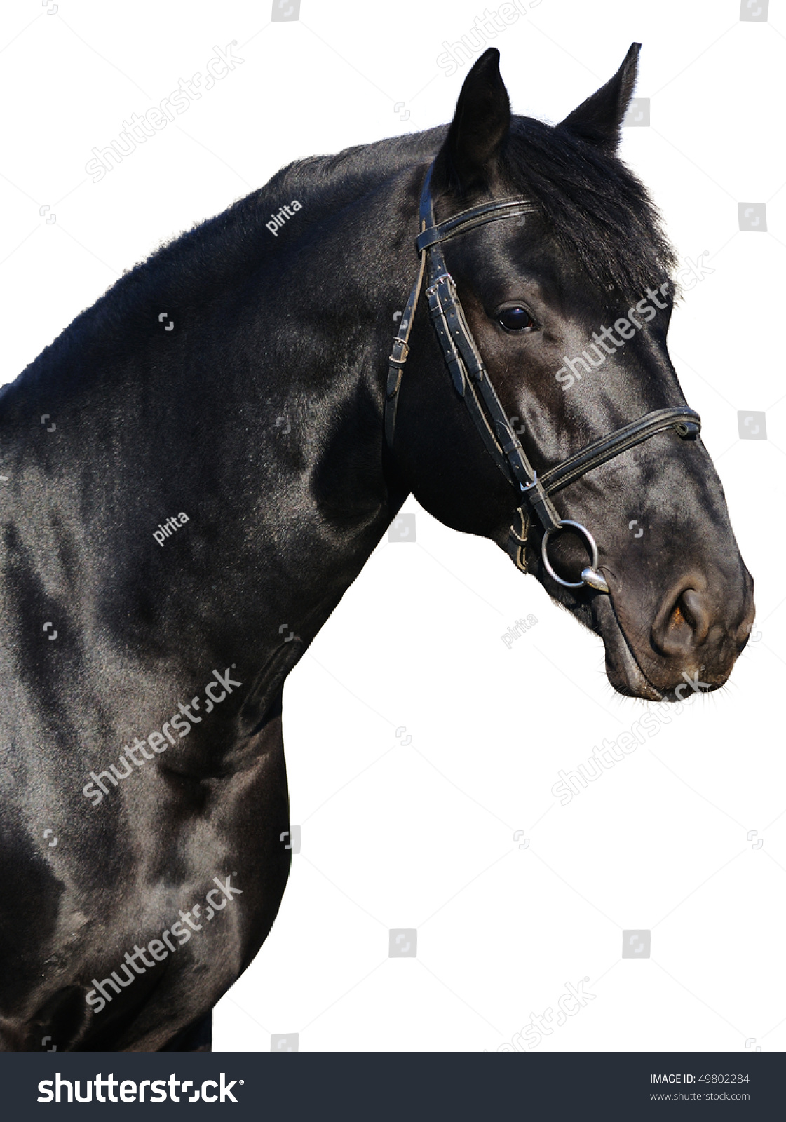 Portrait Of Black Horse Isolated Stock Photo 49802284 Shutterstock