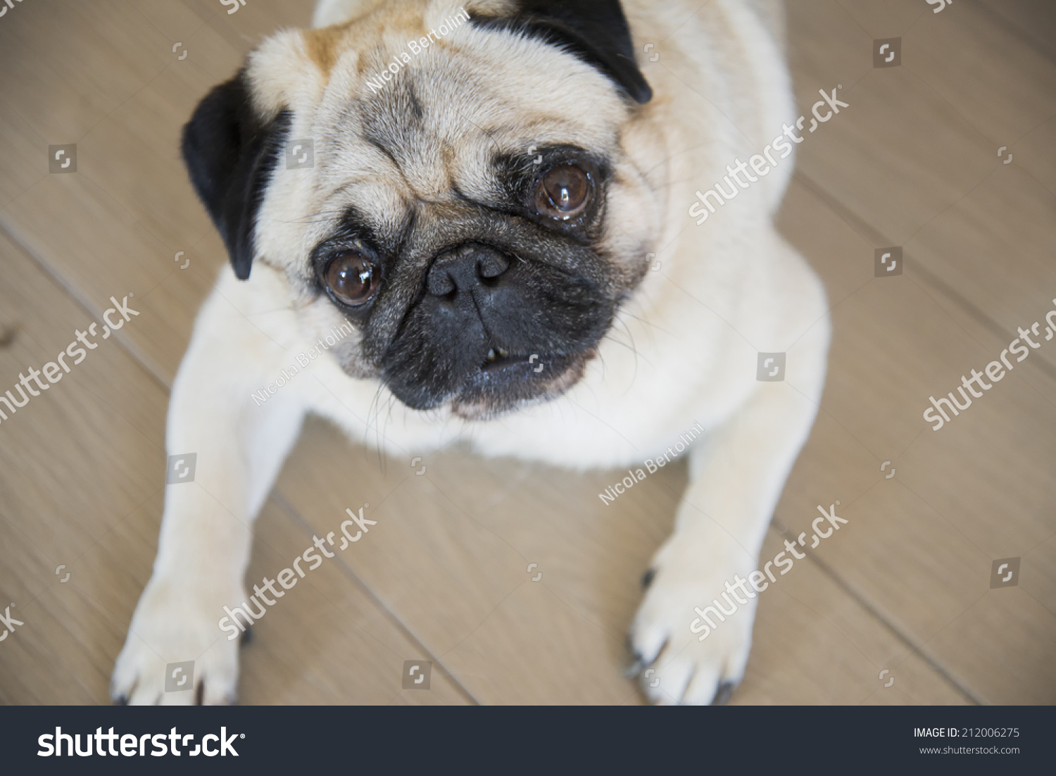 what do pug puppies eat pug looking sad because he does not eat stock photo 212006275 what do pug puppies eat pug looking sad because he does not eat stock photo 212006275
