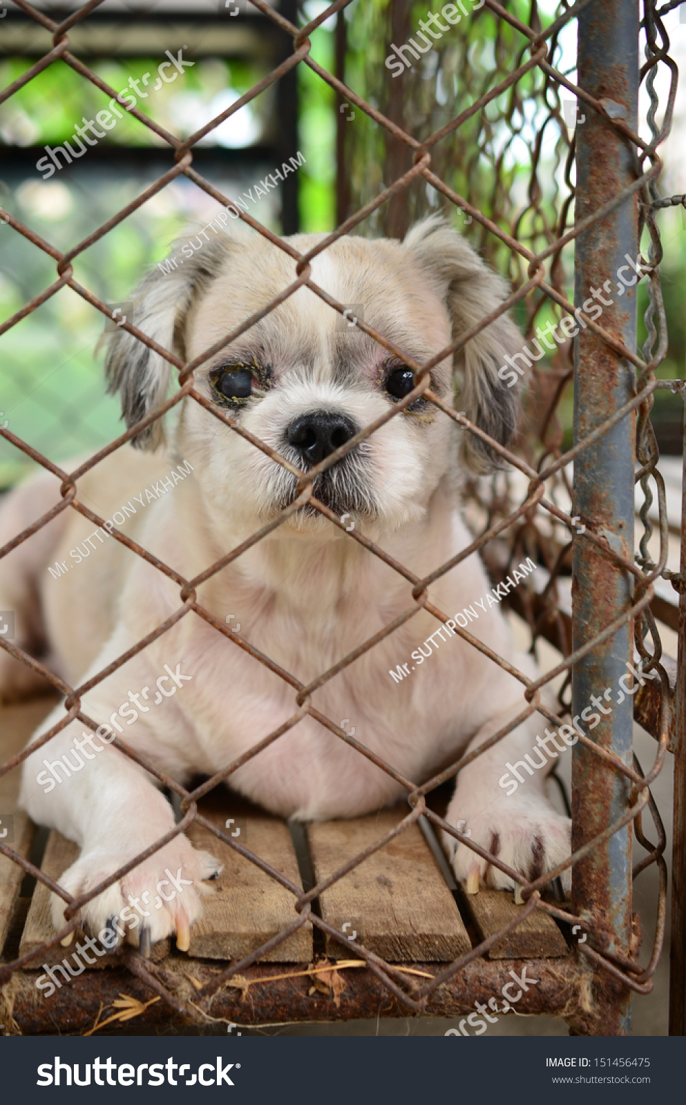 Shih Tzu Lonely Dog In Cage Stock Photo 151456475 : Shutterstock