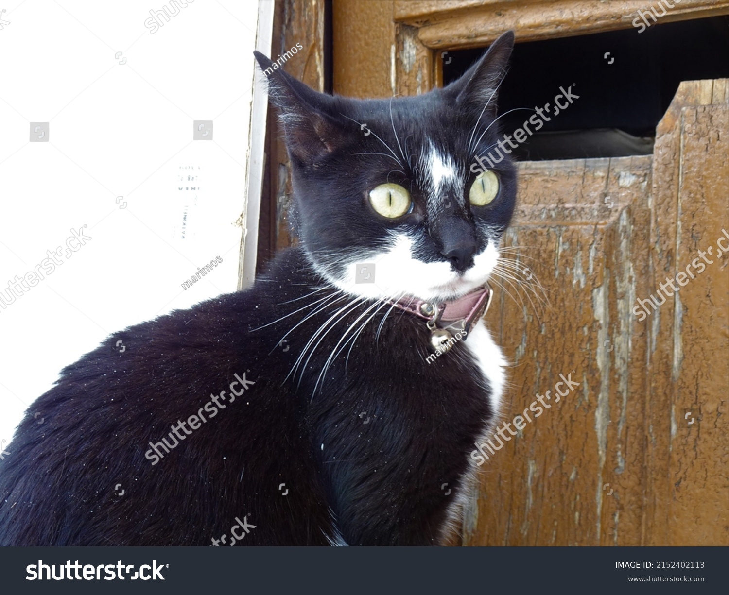 Piebald Cat Images Stock Photos Vectors Shutterstock