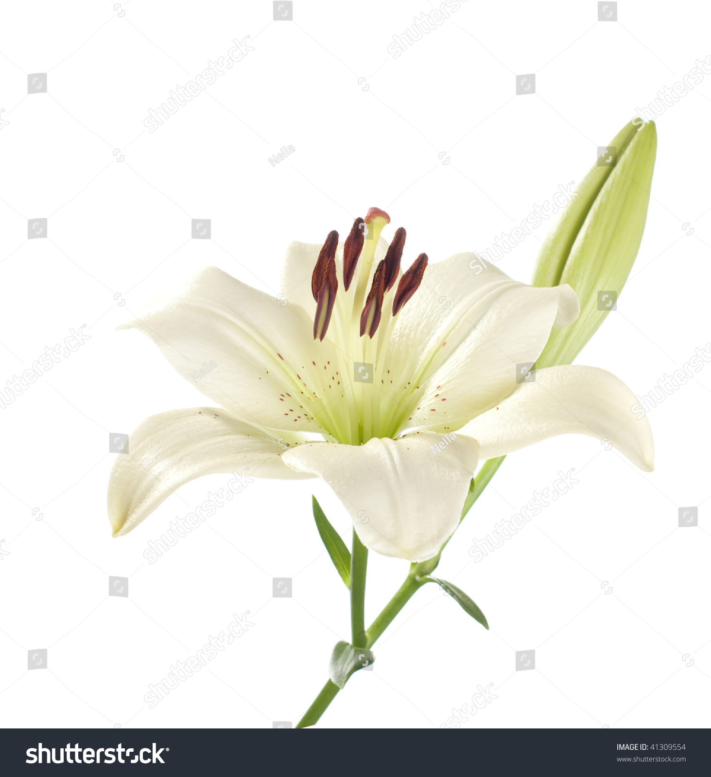White Lily On A White Background Stock Photo 41309554 : Shutterstock