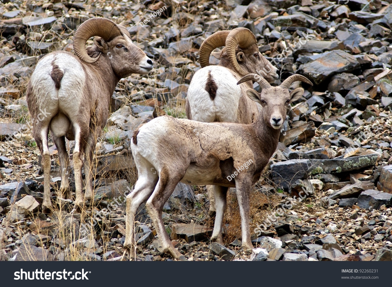 Wild Bighorn Sheep (Ovis Canadensis) In Idaho Stock Photo 92260231