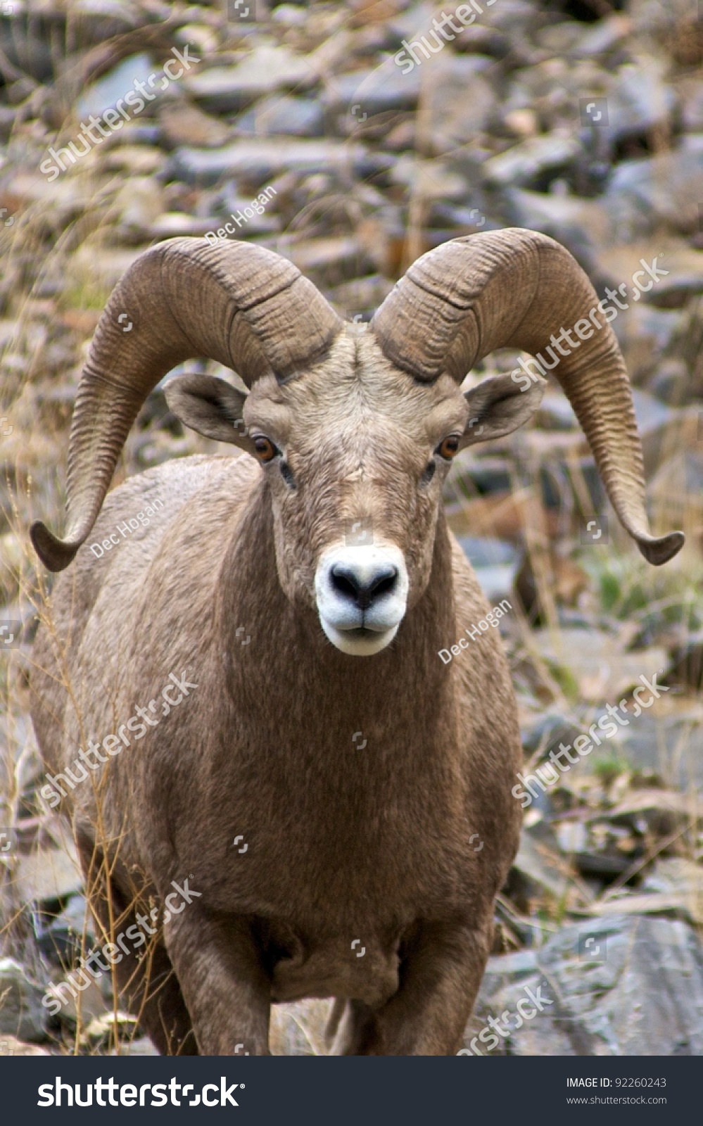 Wild Bighorn Sheep (Ovis Canadensis) In Idaho Stock Photo 92260243