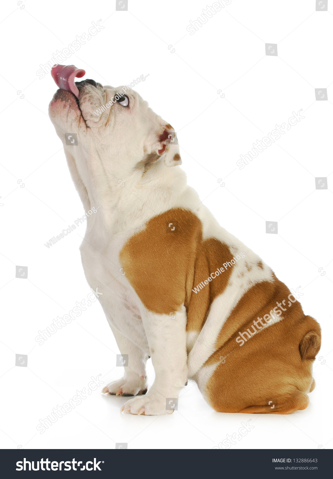 狗舔--英国图片犬与a图片的舌头孤立表情舔伸出带好表情字烦牛头包图片