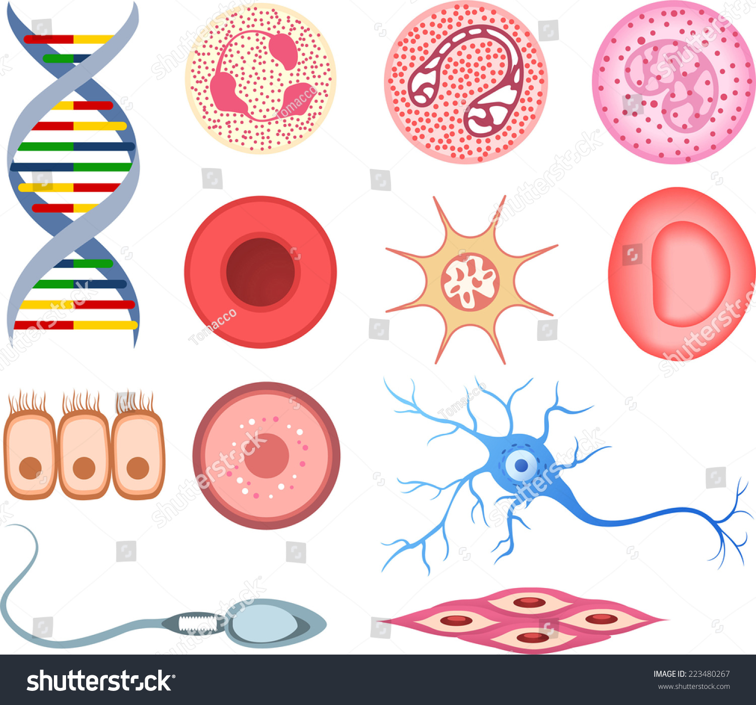 细胞插图,DNA、血细胞、矢量漫画人类。-团子医疗过于美丽漫画的图片