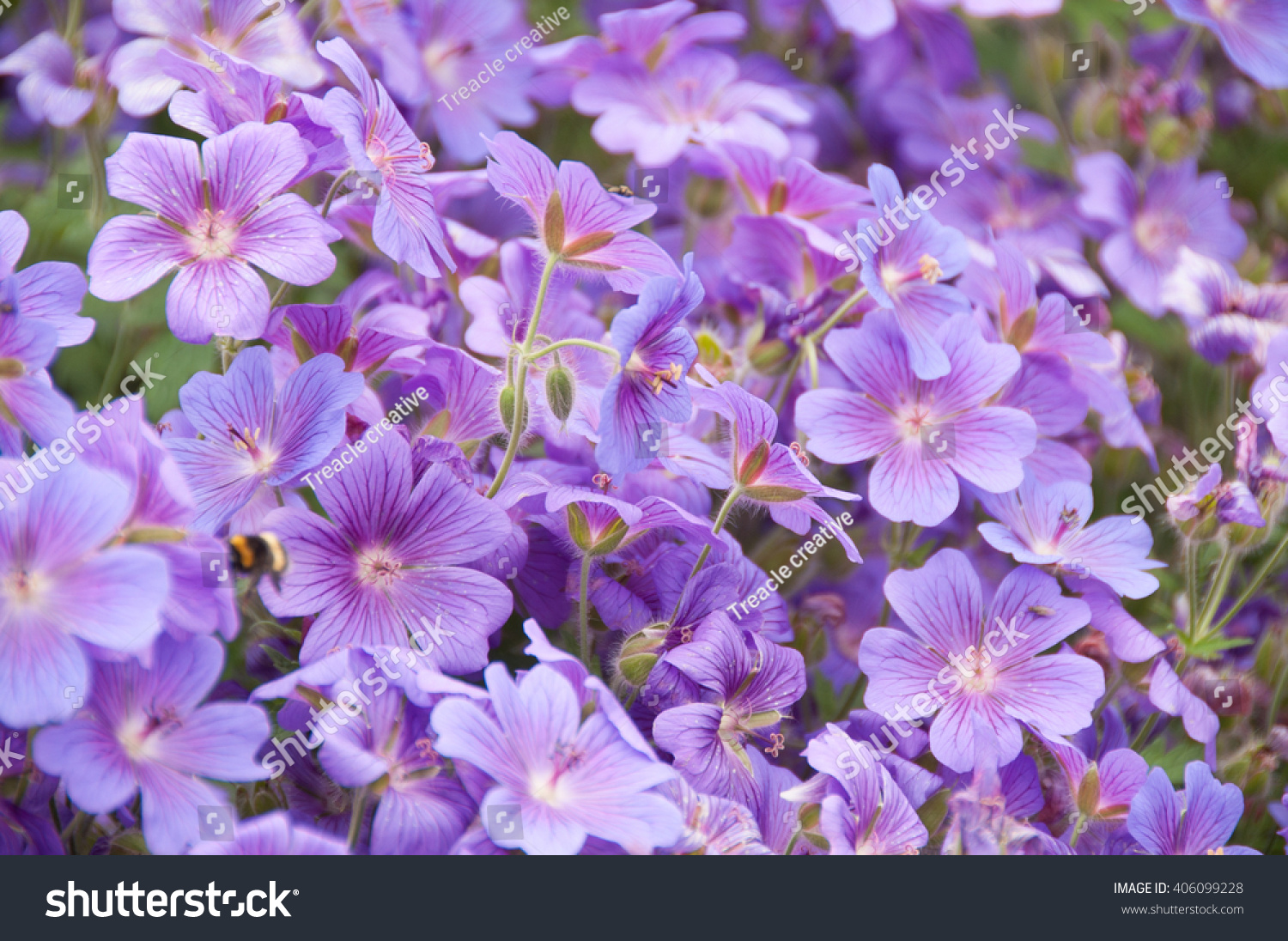 天竺部落在英国夏季蜜蜂与蜥蜴采集动物-花园花粉v部落葵花哥群号图片
