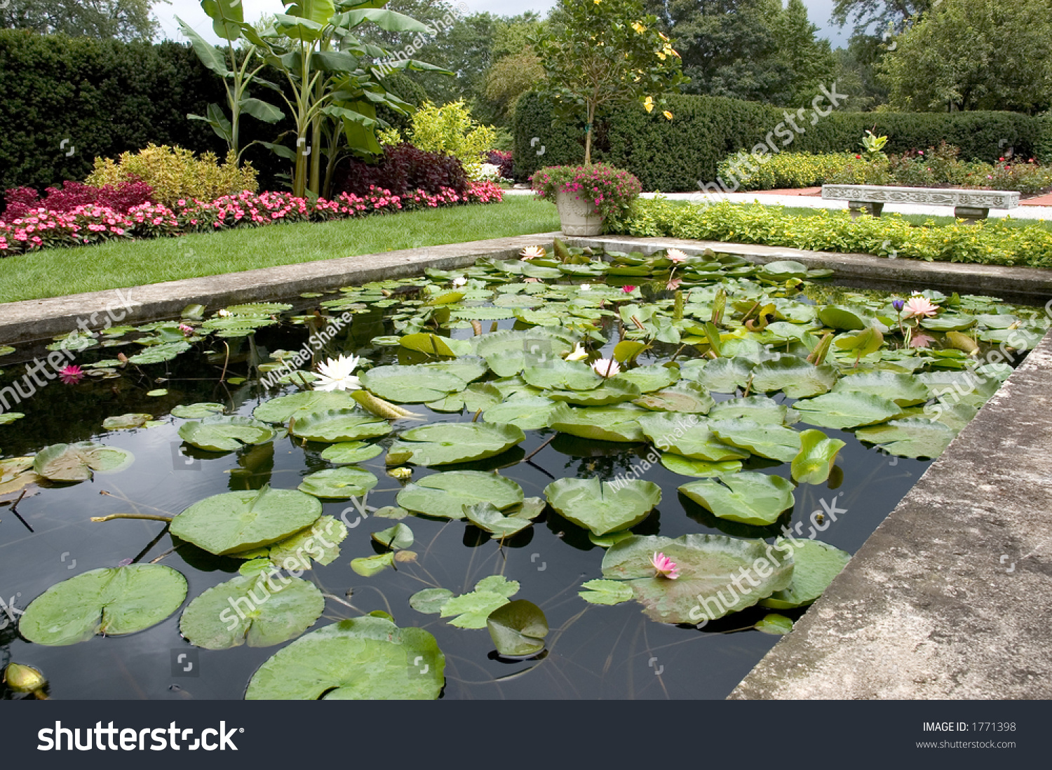 A Beautiful Formal Water Garden Pond Full Of Beautiful And Colorful