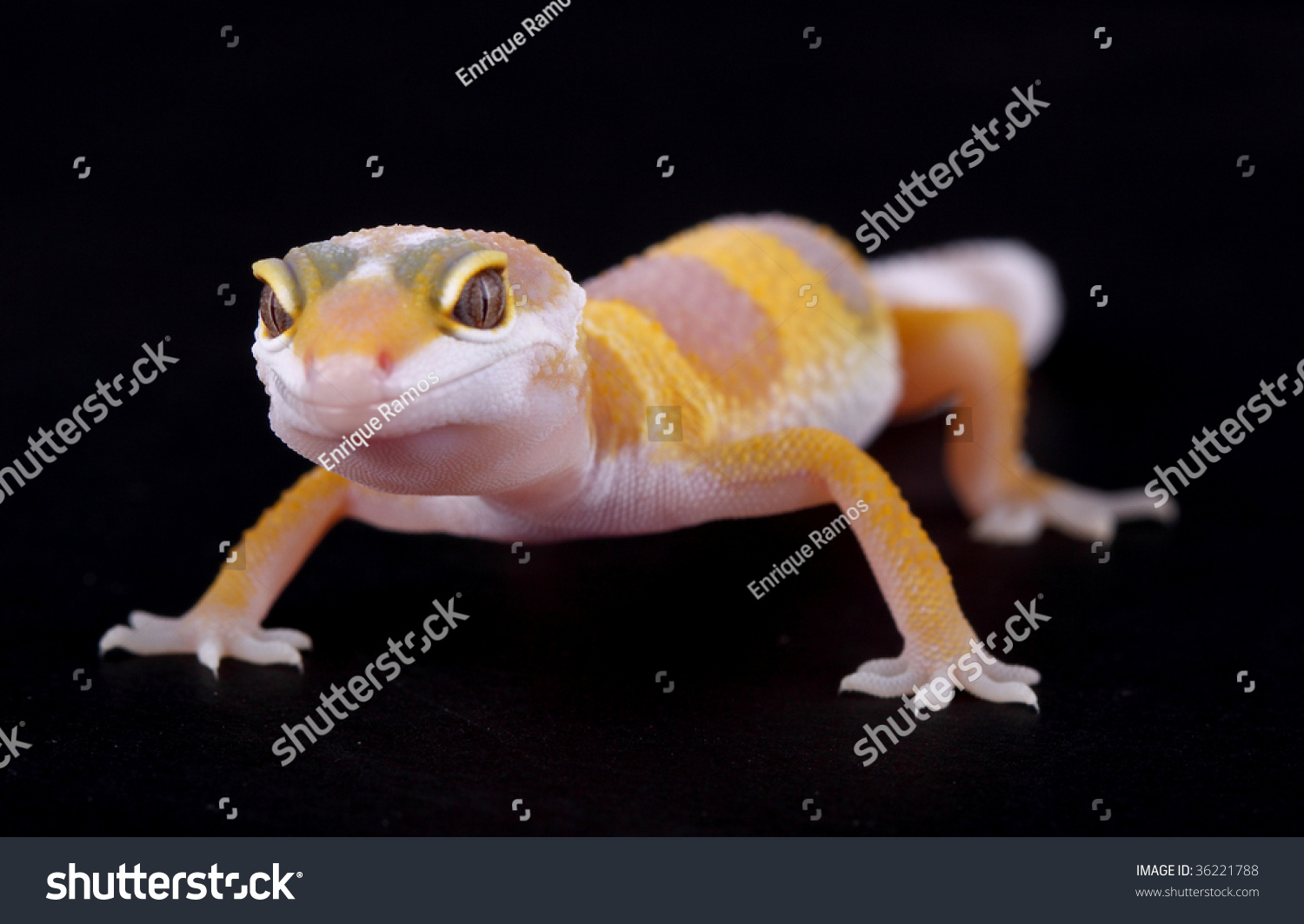 A Beautiful Leopard Gecko Stock Photo 36221788 Shutterstock