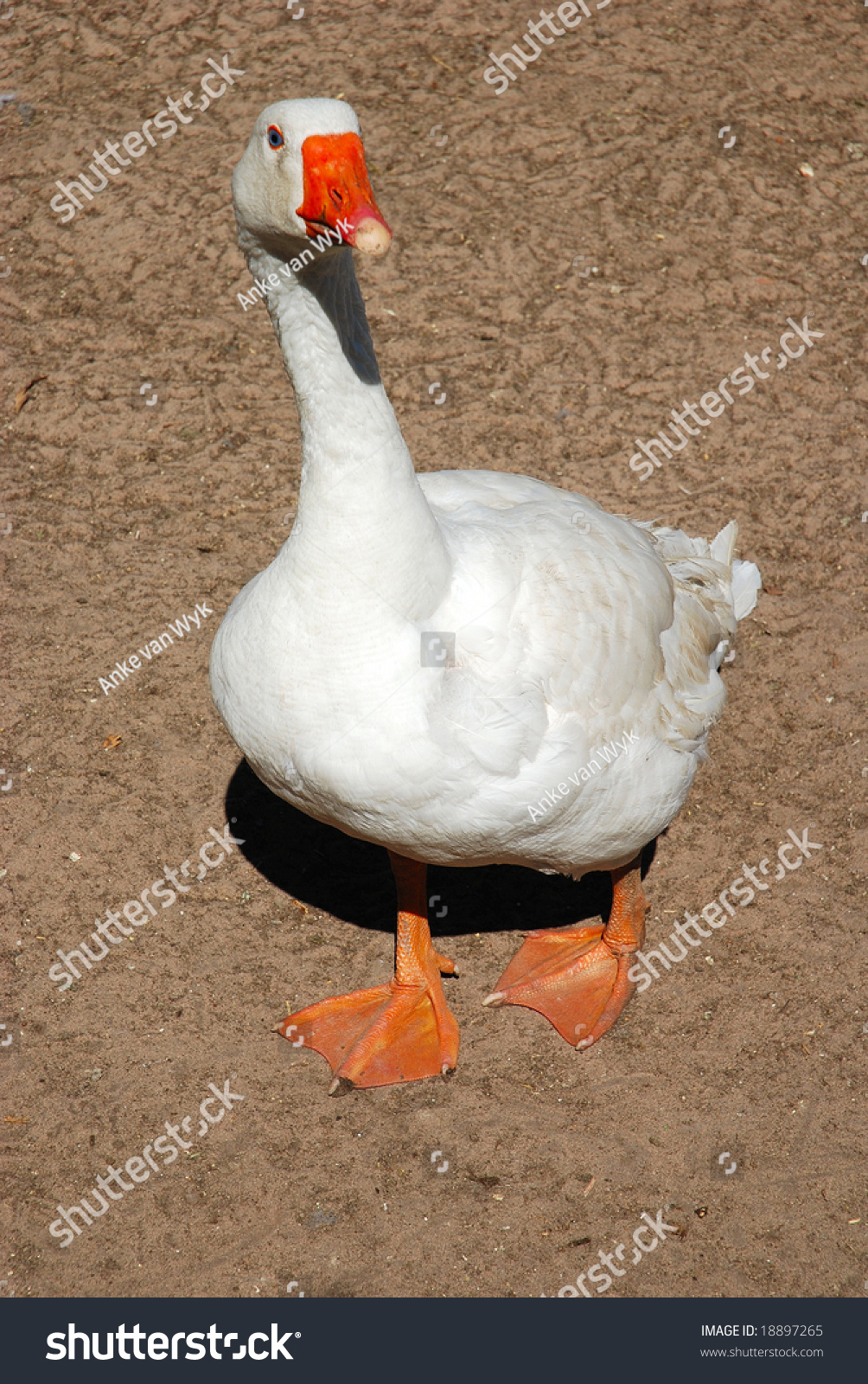 Big White Christmas Goose Orange Feet Stock Photo 18897265 - Shutterstock