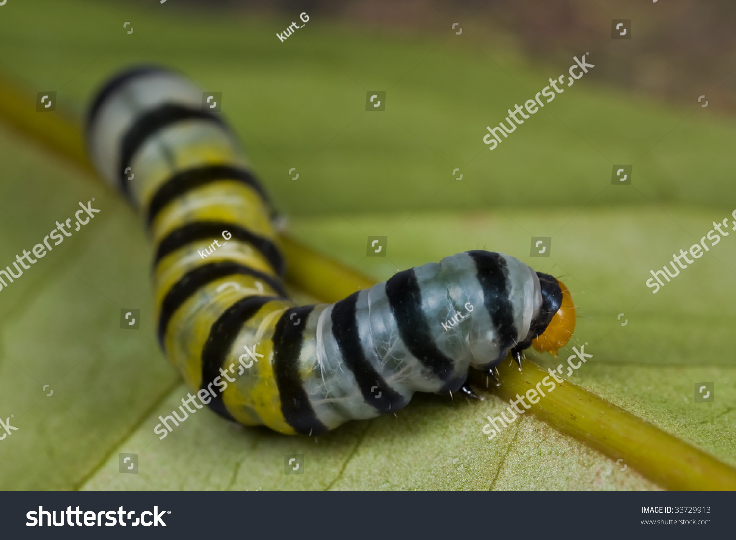A Black Striped Caterpillar On Green Leaf A Black Striped Caterpillar On Green Leaf Stock Photo