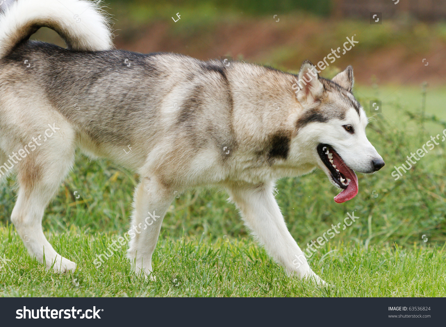 A Brown Adult Alaskan Malamute Stock Photo 63536824 : Shutterstock