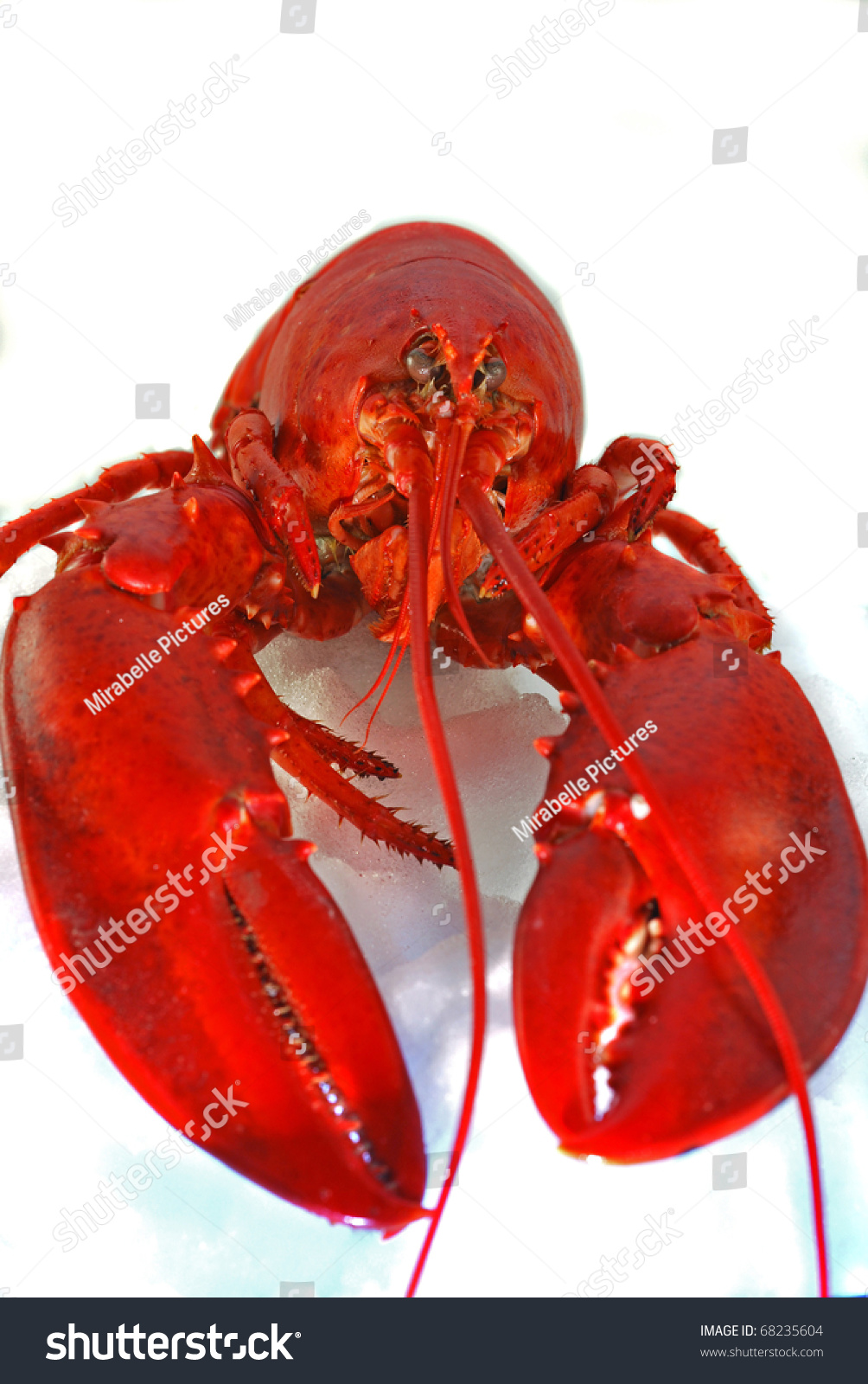 A Canadian Lobster Head On Stock Photo 68235604 Shutterstock