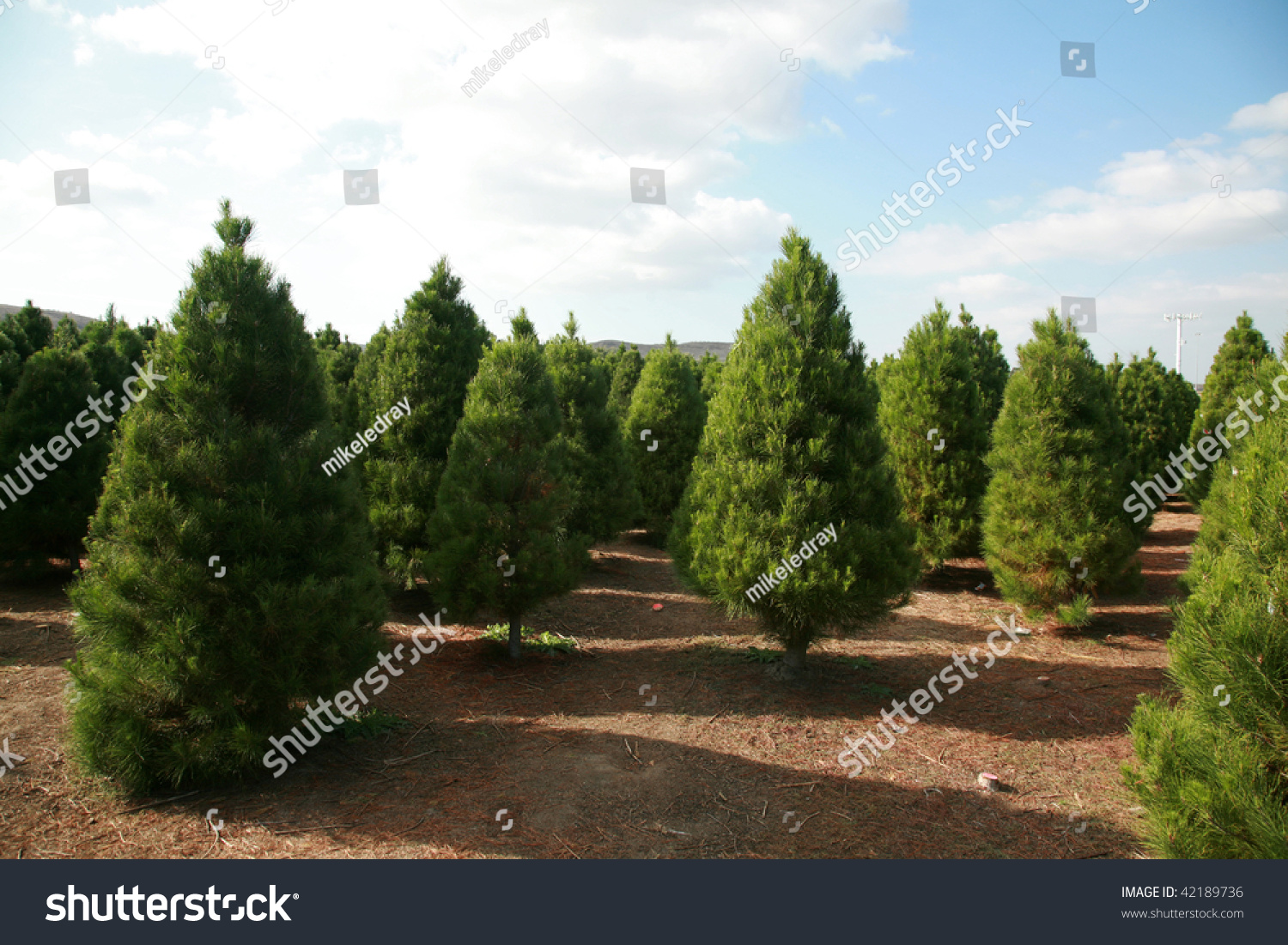 a christmas tree farm in southern california stock photo a christmas tree farm in southern california stock photo
