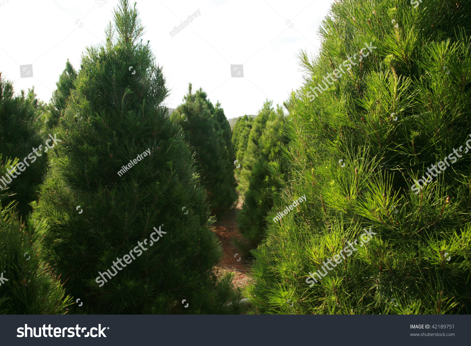 a christmas tree farm in southern california stock photo a christmas tree farm in southern california stock photo