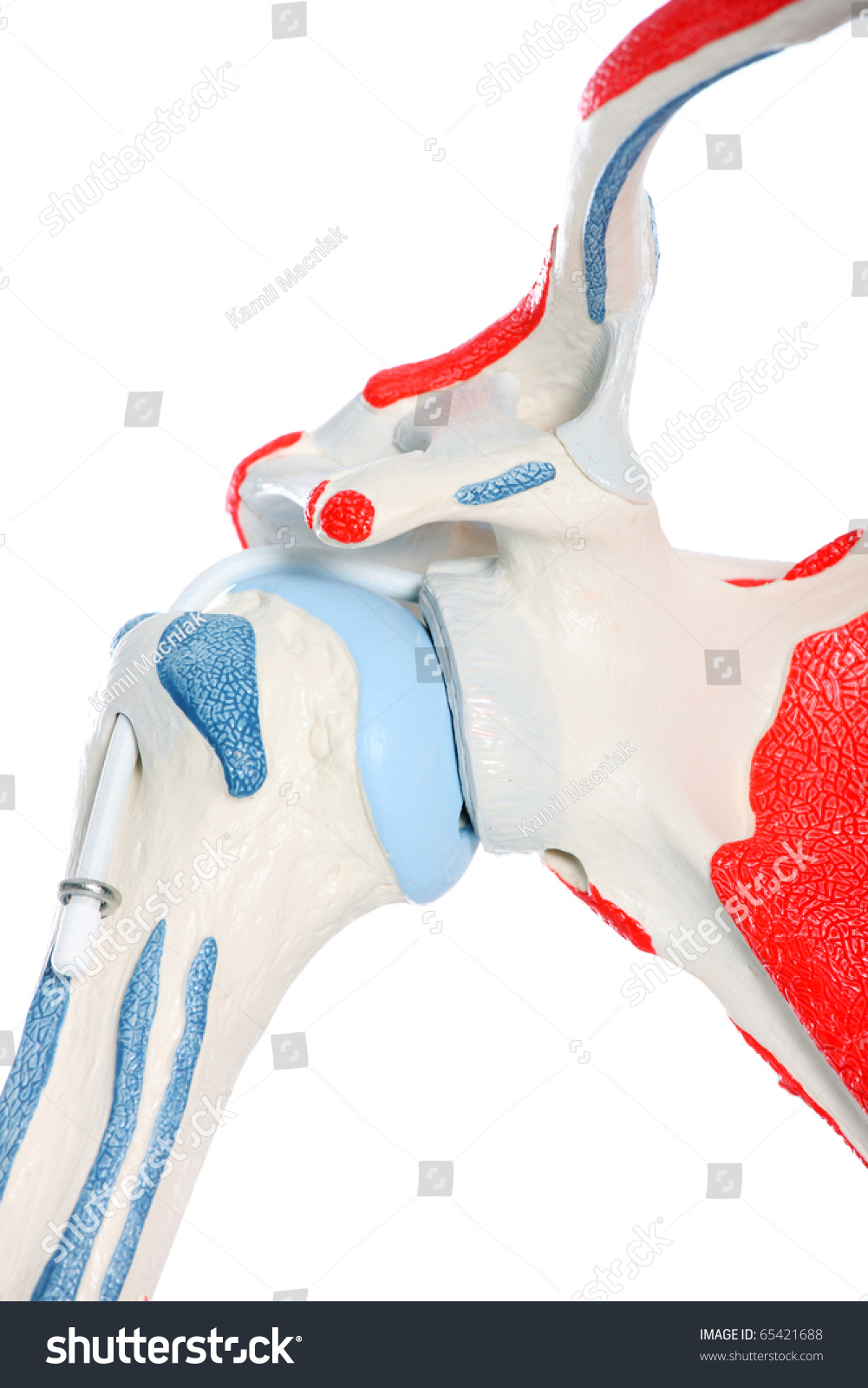 A Close-Up Of A Hip Bone And Joint Over White Background Stock Photo