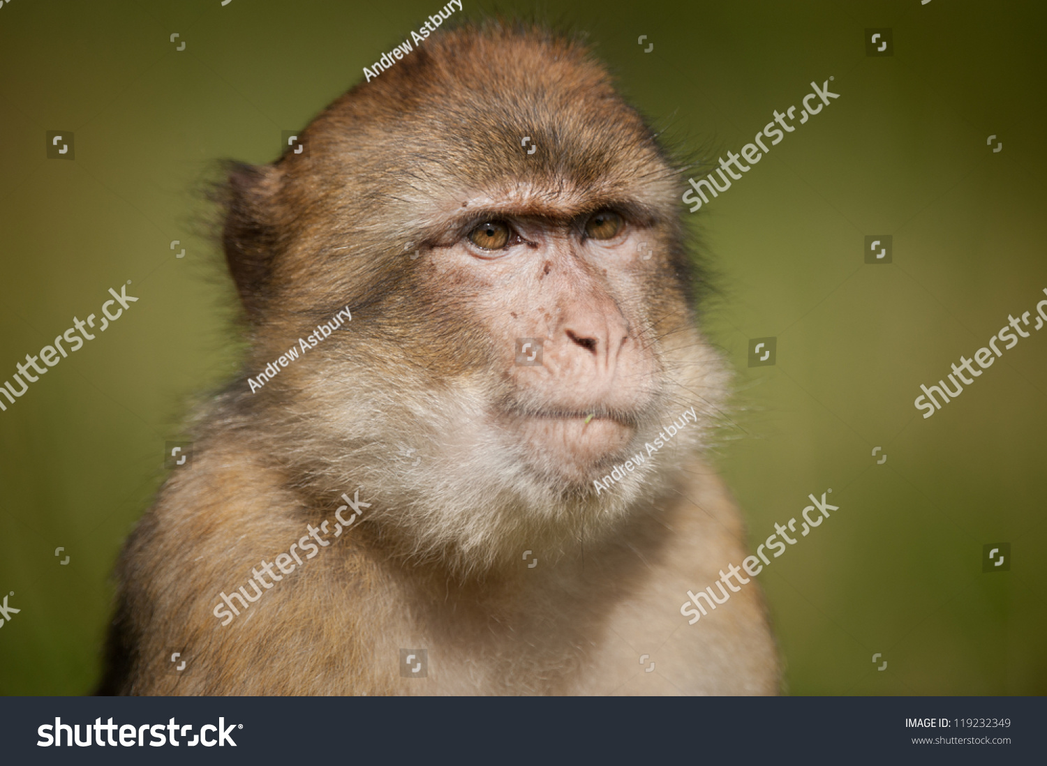 A Member of the little head