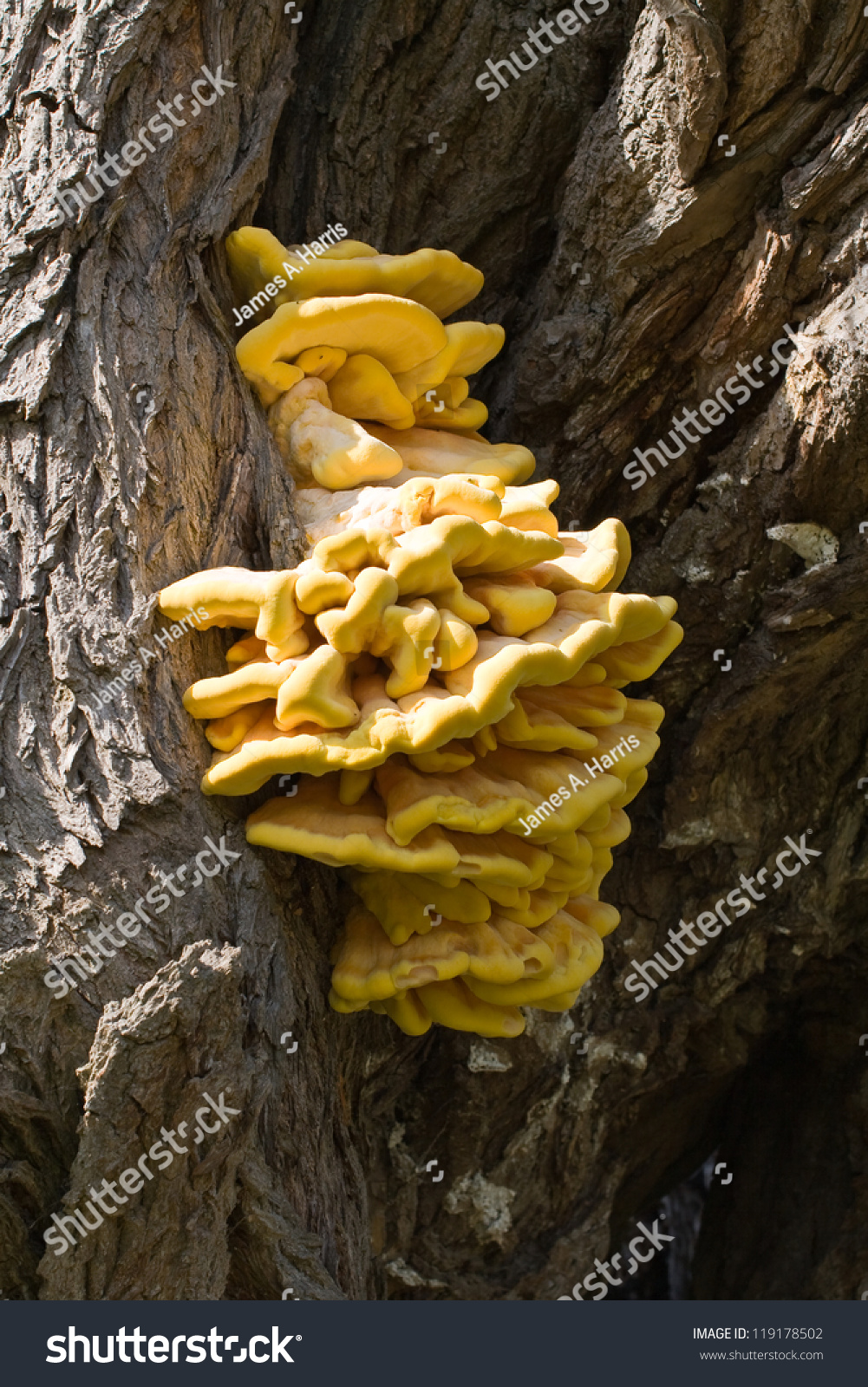 Closeup Yellow Fungus On Decaying Tree Stock Photo 119178502 Shutterstock