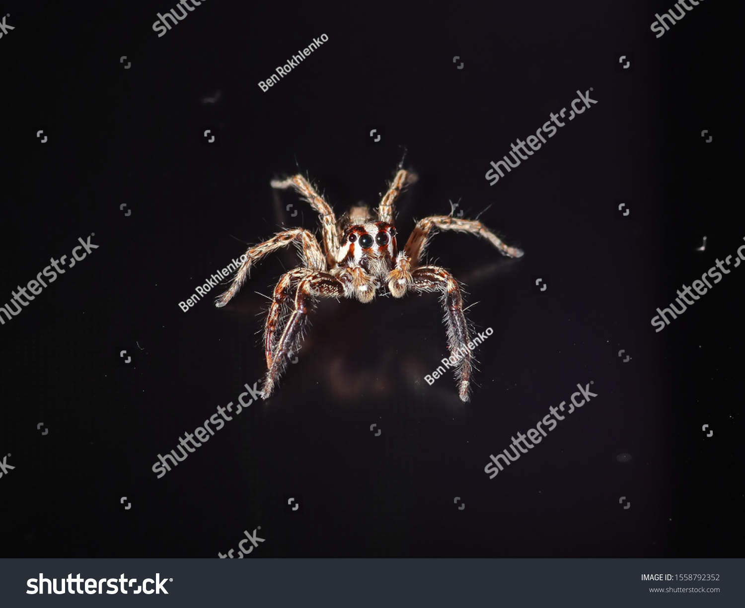 Closeup Pantropical Jumping Spider Male Plexippus Stock Photo